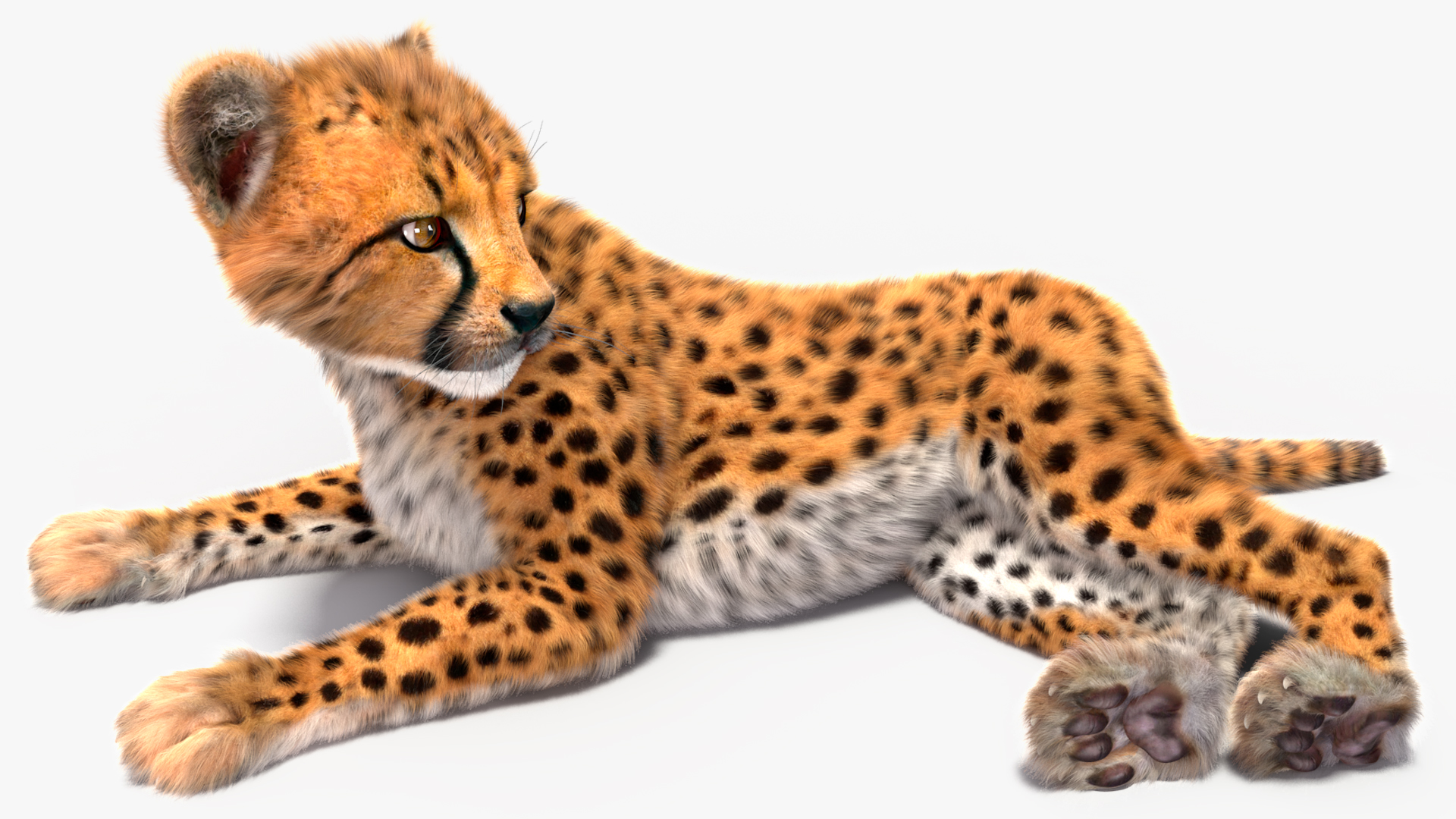 Cheetah Cub Fur Rigged 3D