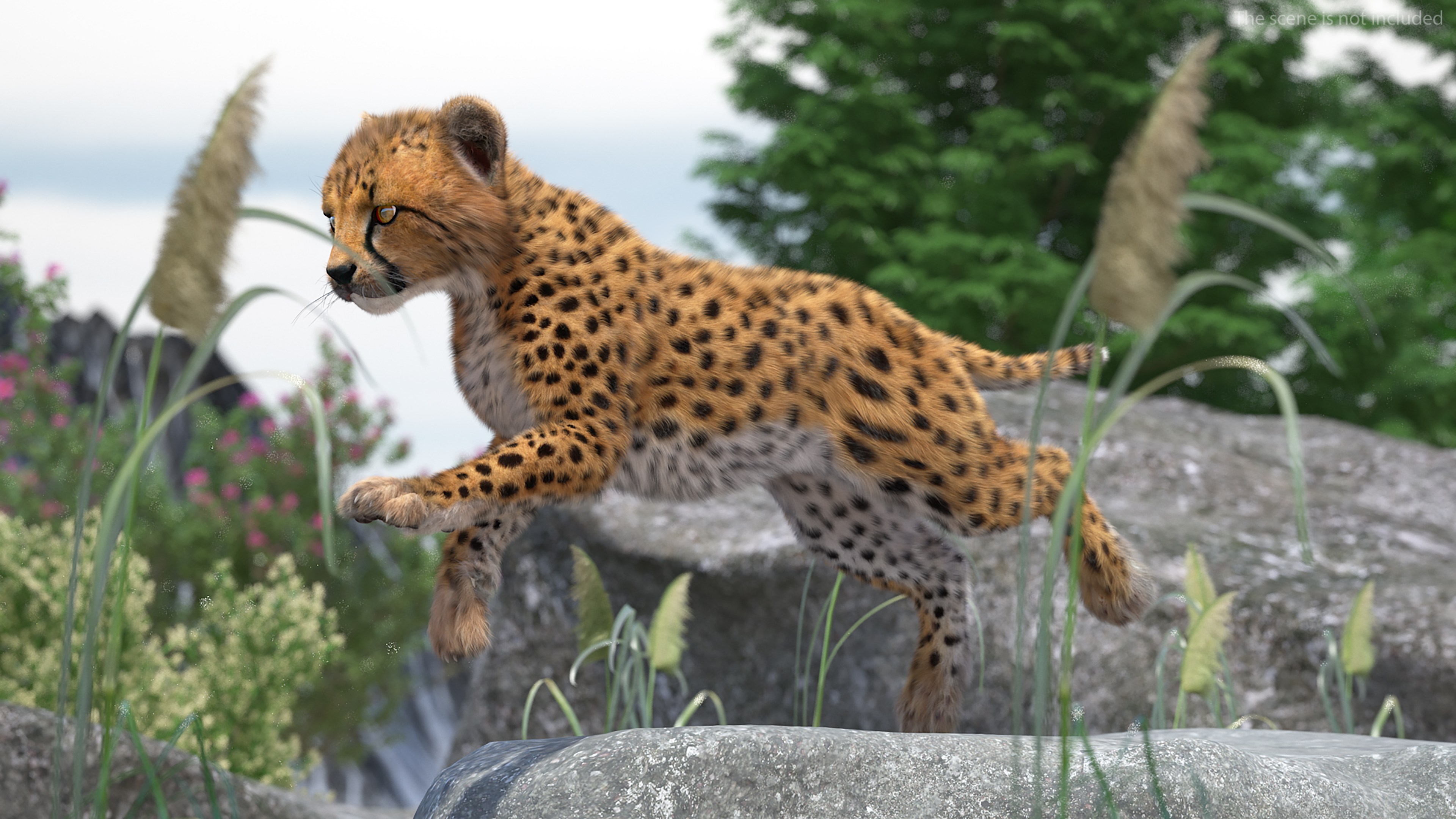 Cheetah Cub Fur Rigged 3D