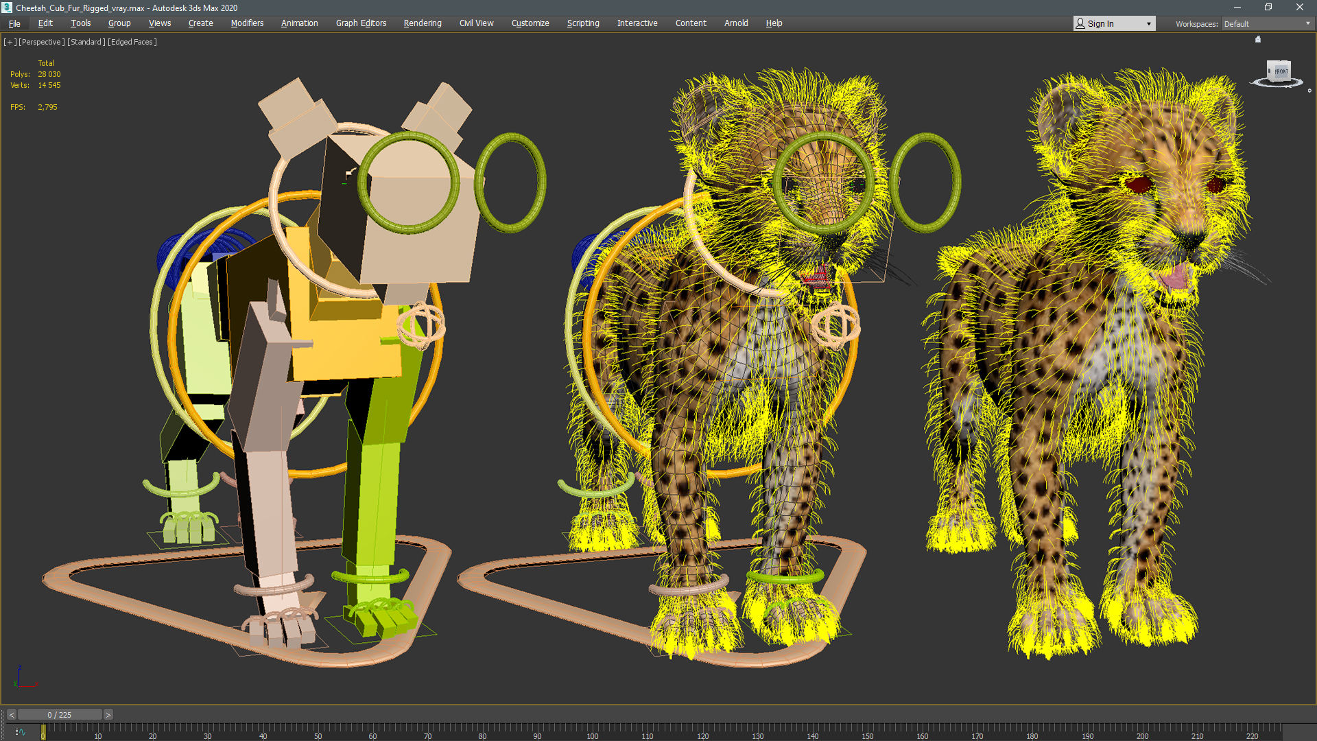 Cheetah Cub Fur Rigged 3D