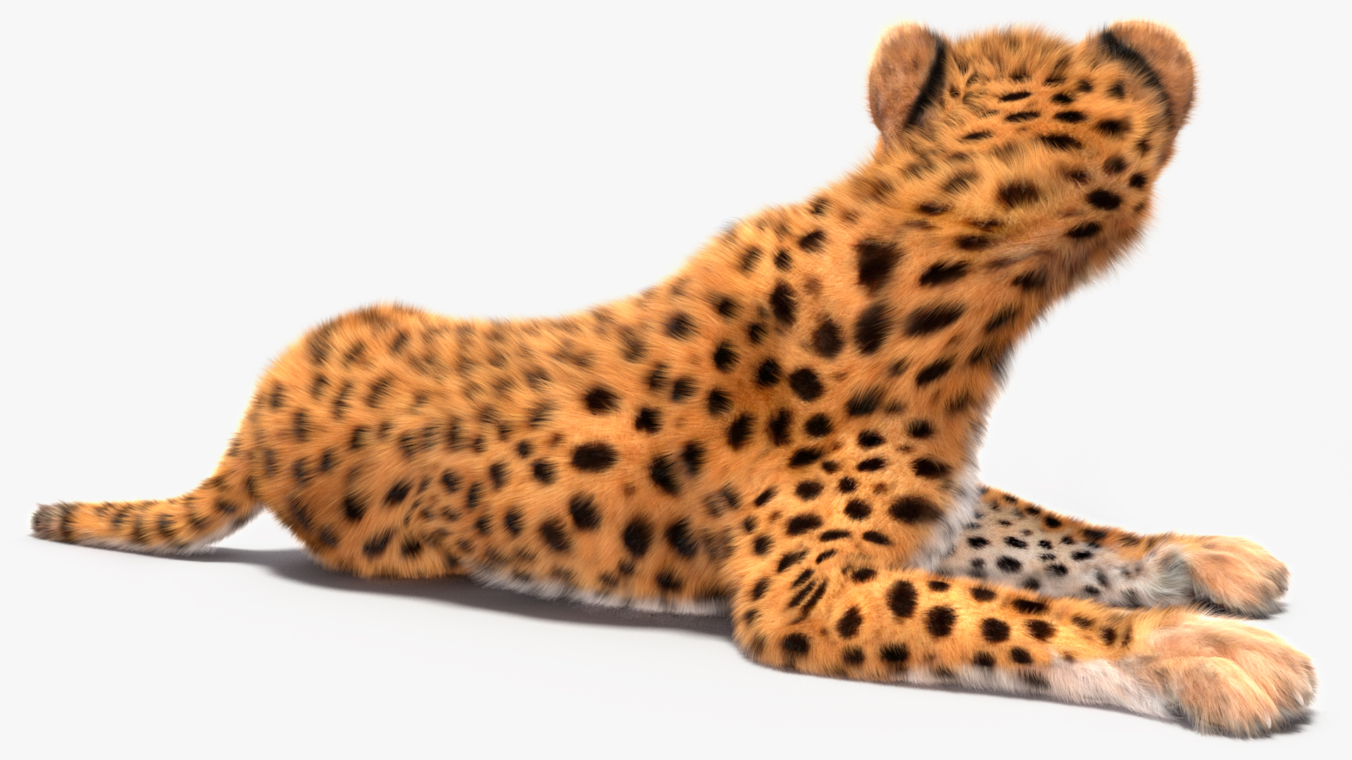 Cheetah Cub Fur Rigged 3D