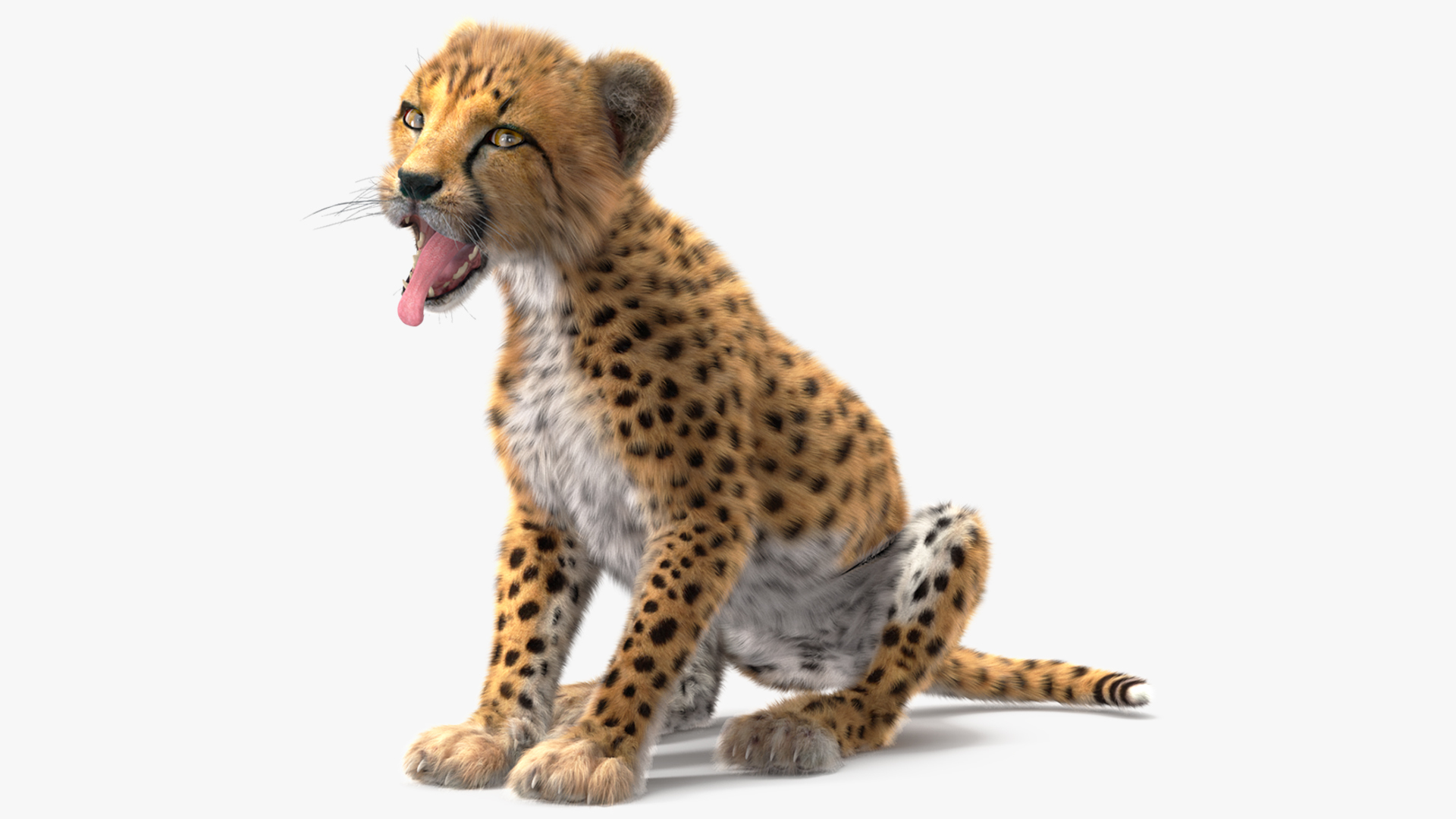 Cheetah Cub Fur Rigged 3D