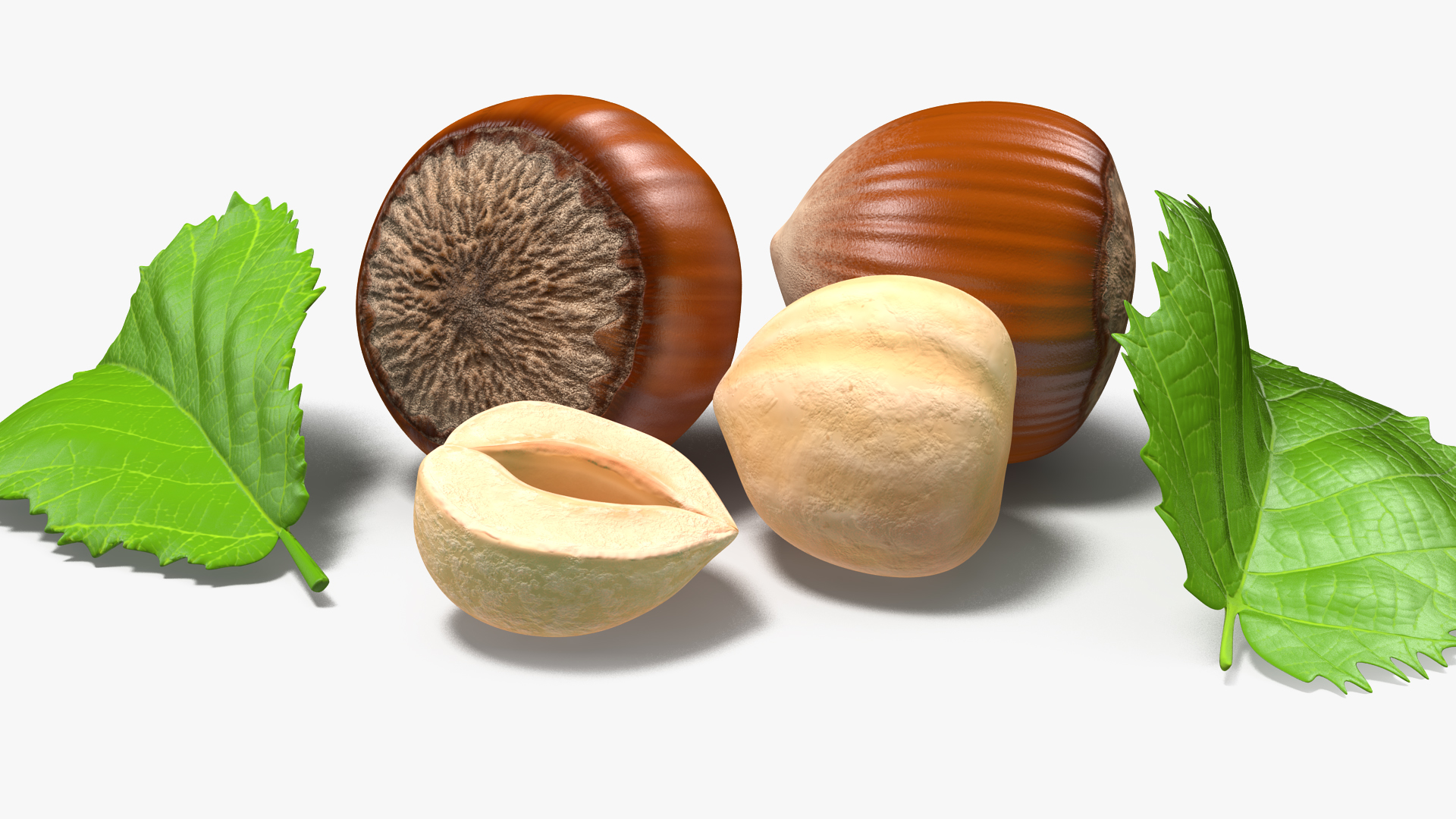 Hazelnut Leaves and Seed 3D model