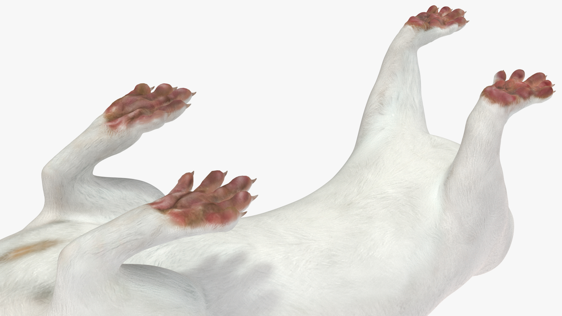 3D White Ermine Lifelike Pose