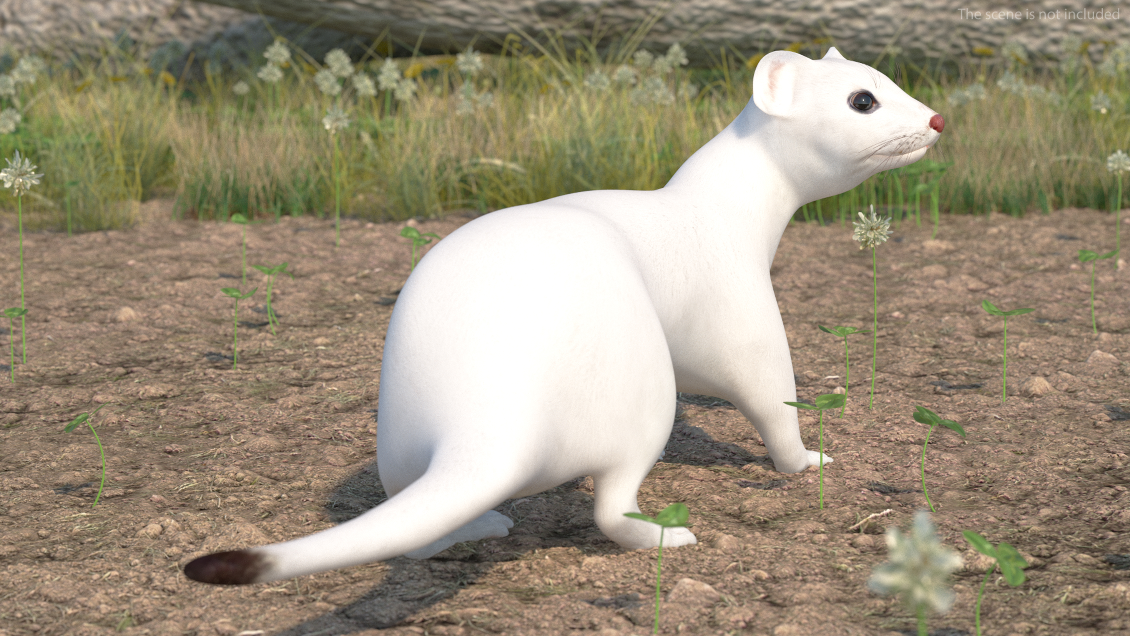 3D White Ermine Lifelike Pose