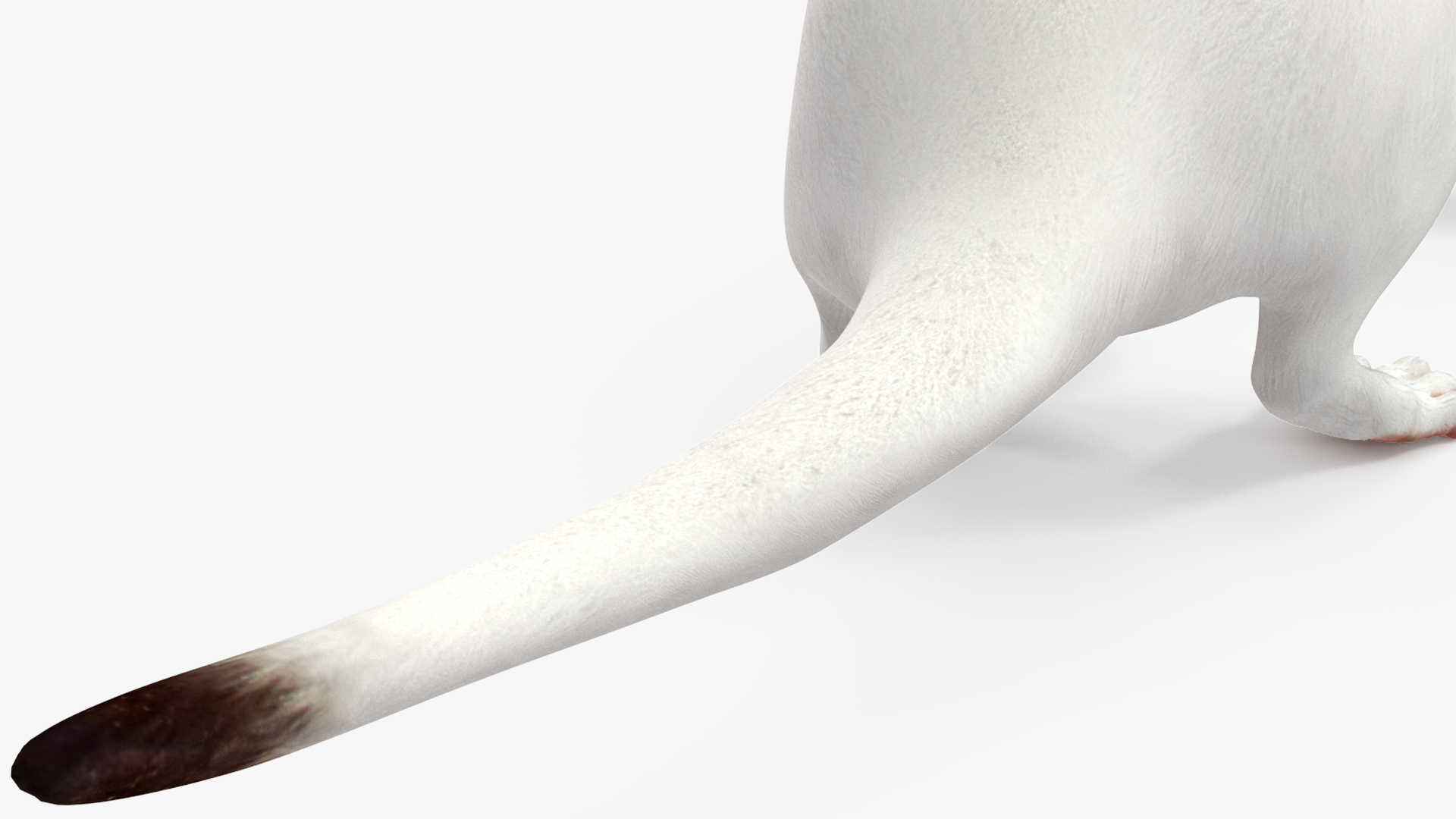 3D White Ermine Lifelike Pose