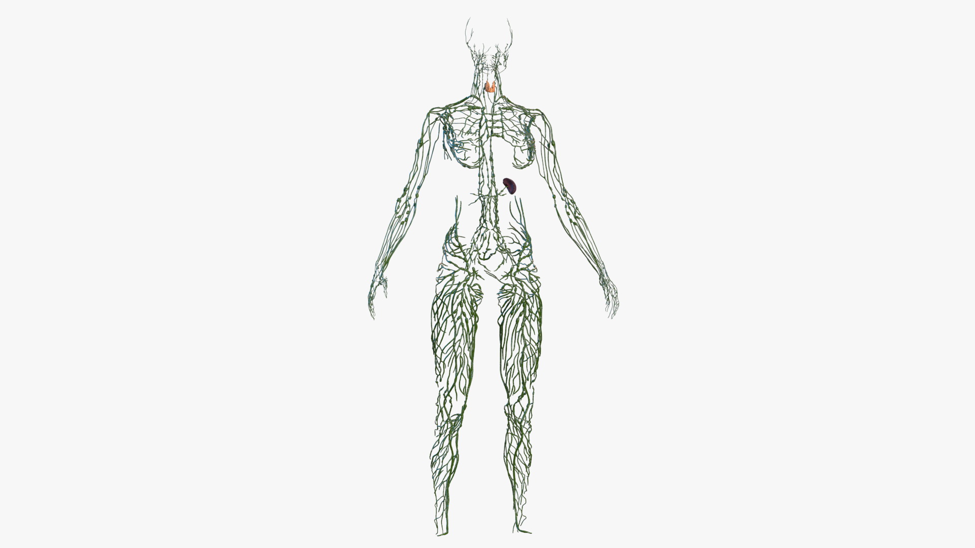 3D Female Lymphatic System Anatomy