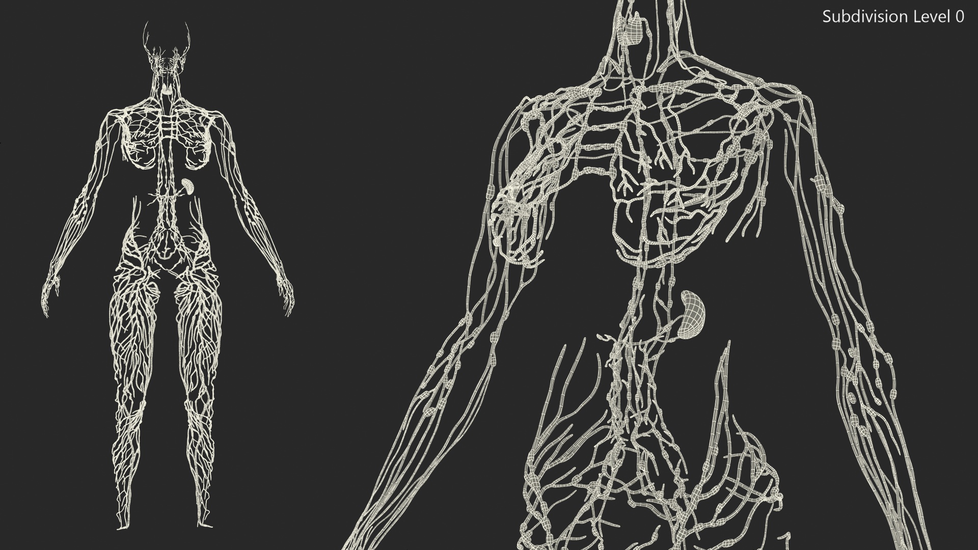 3D Female Lymphatic System Anatomy