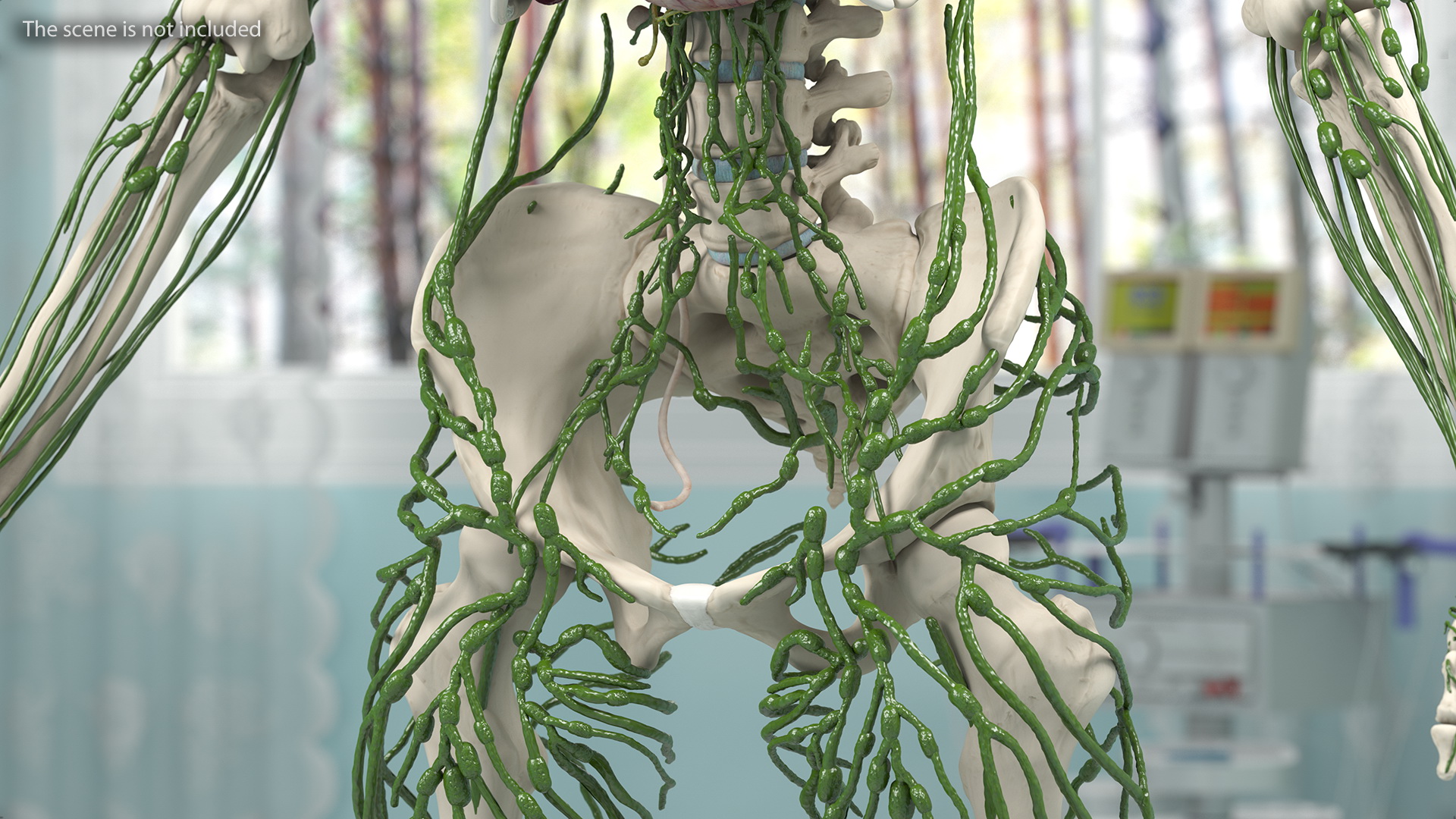 3D Female Lymphatic System Anatomy