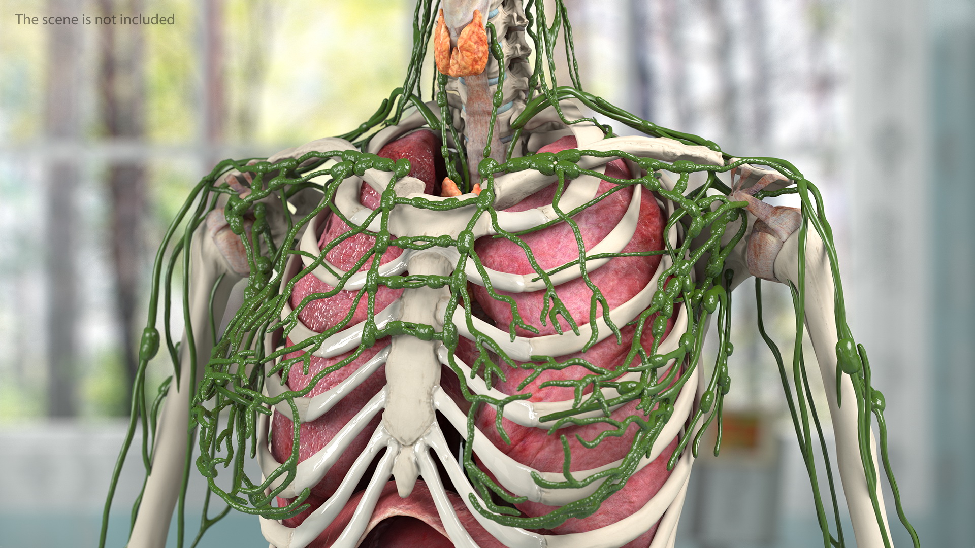 3D Female Lymphatic System Anatomy