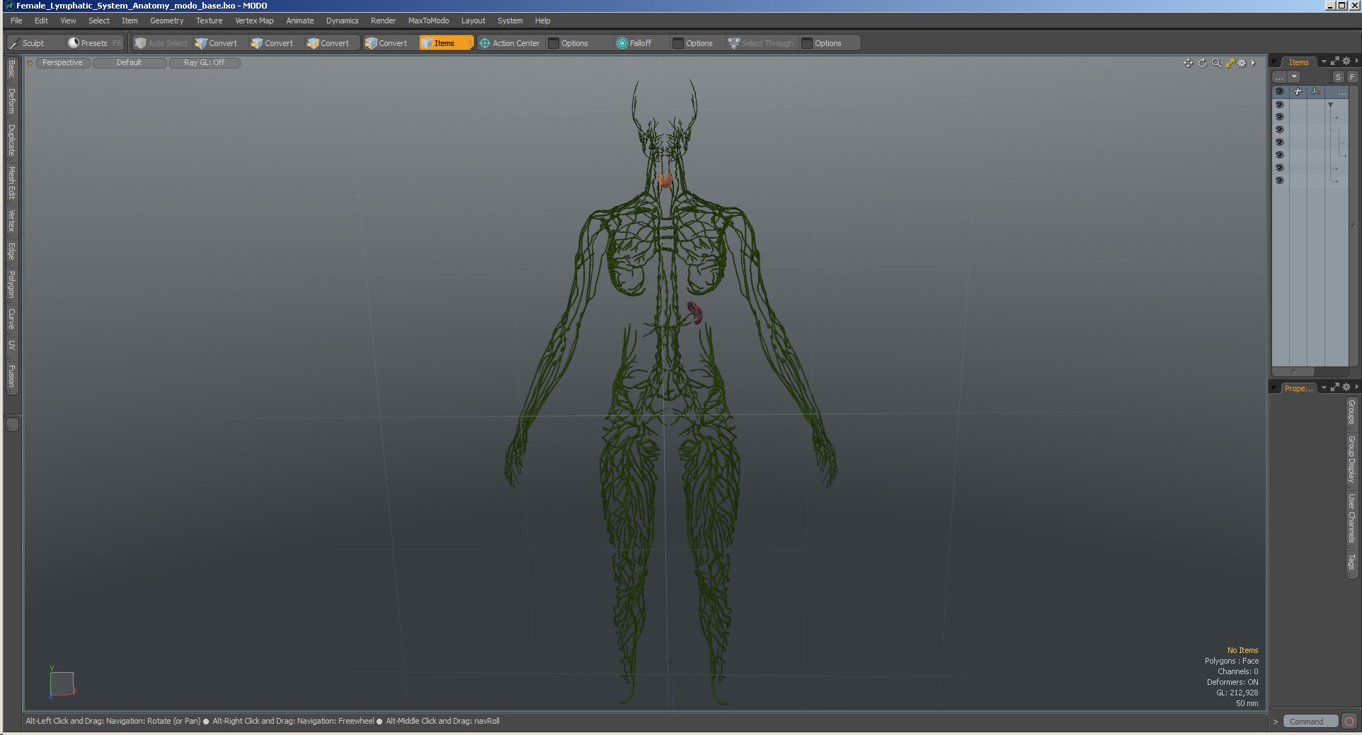 3D Female Lymphatic System Anatomy