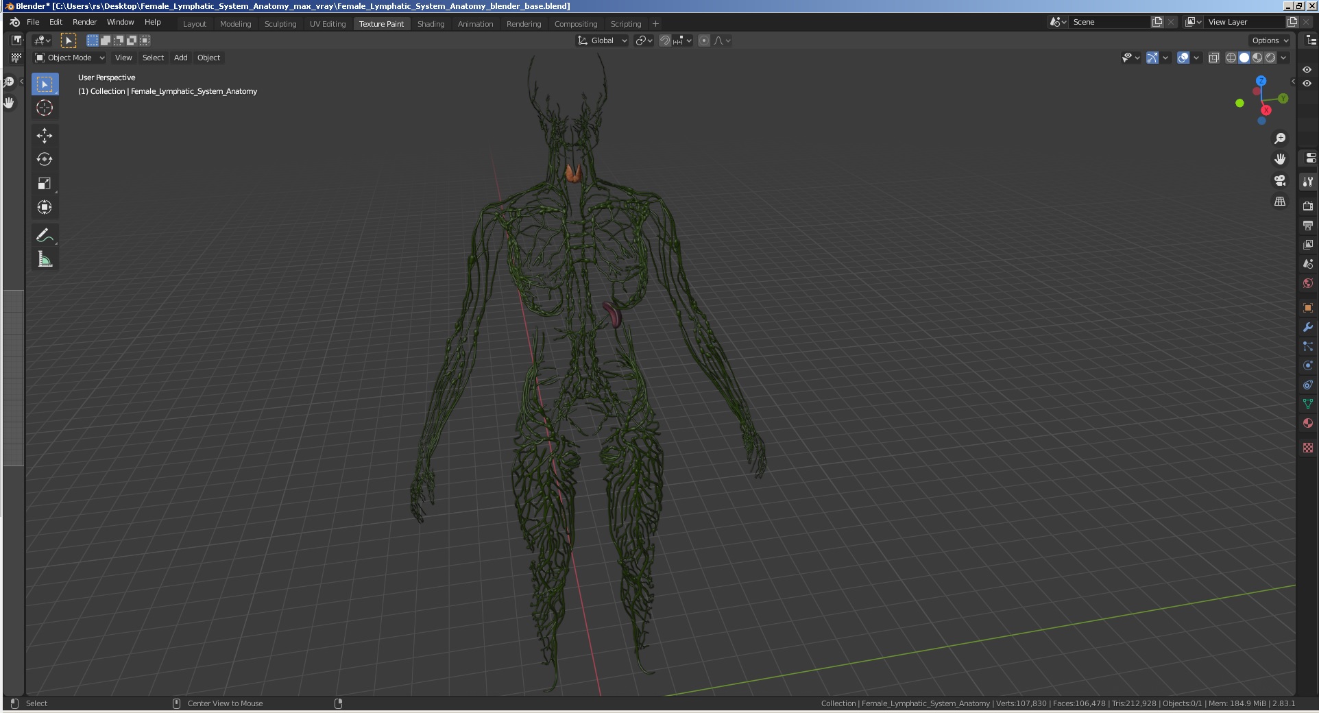 3D Female Lymphatic System Anatomy