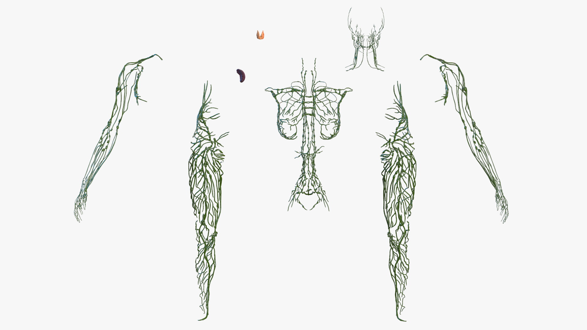 3D Female Lymphatic System Anatomy