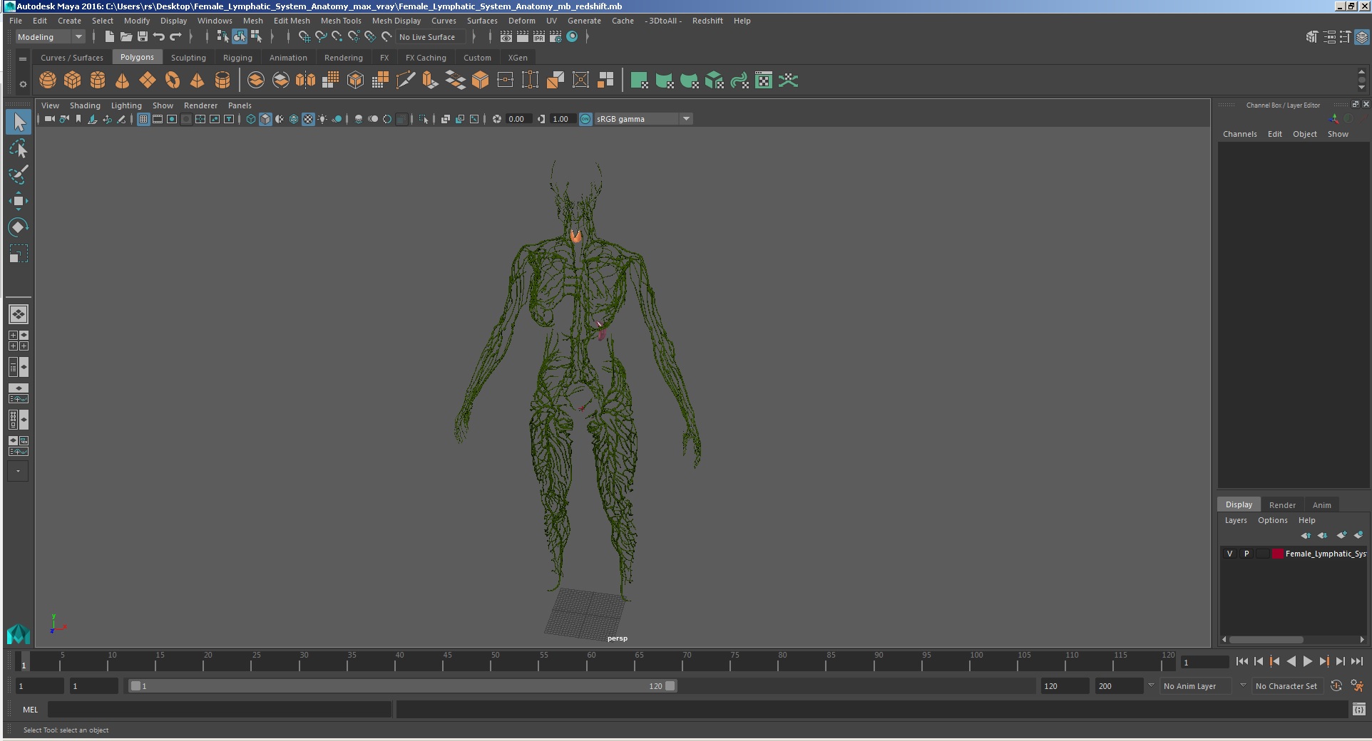 3D Female Lymphatic System Anatomy