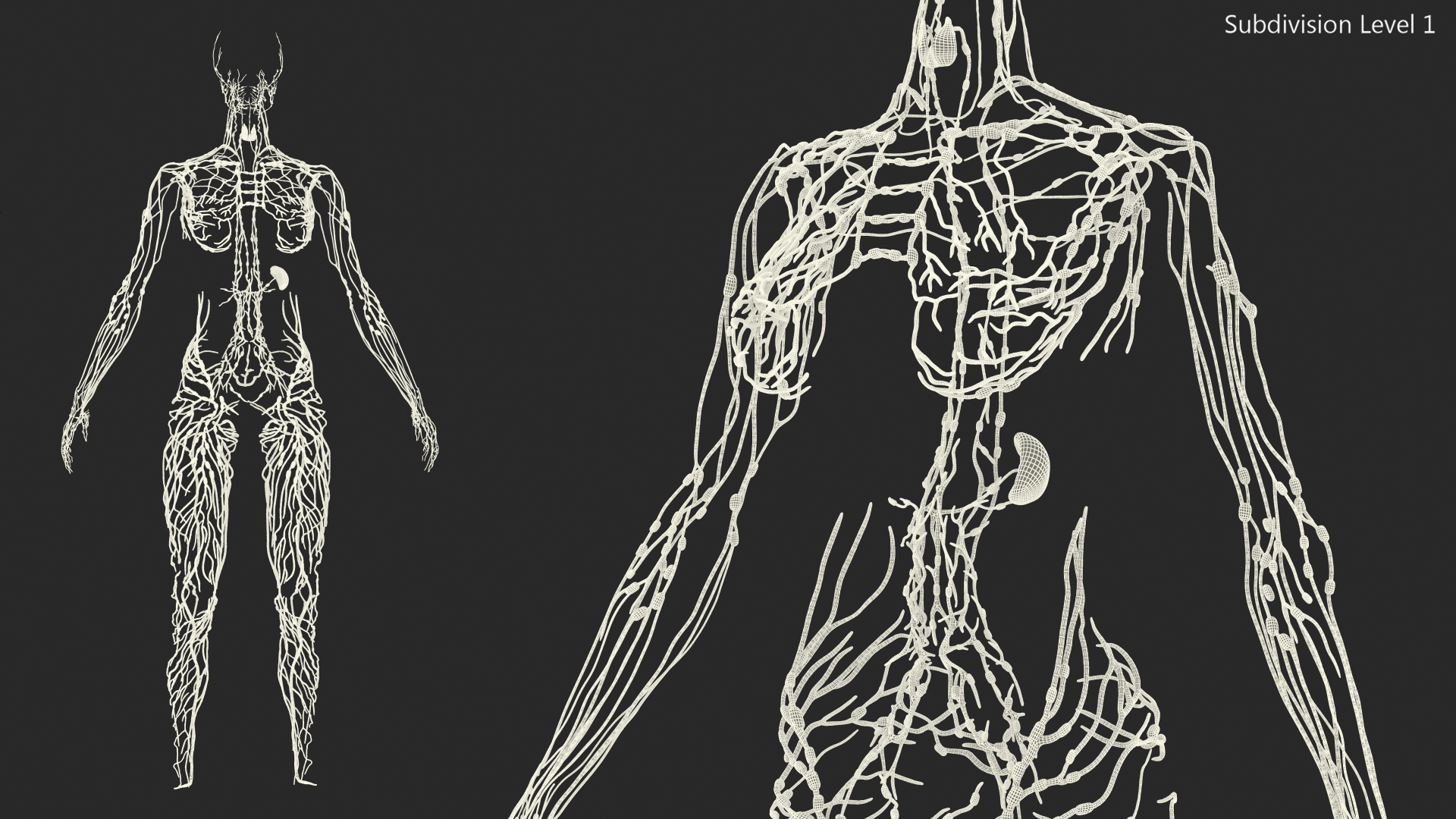 3D Female Lymphatic System Anatomy