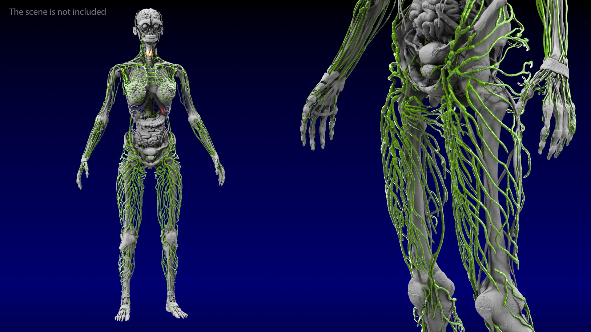 3D Female Lymphatic System Anatomy