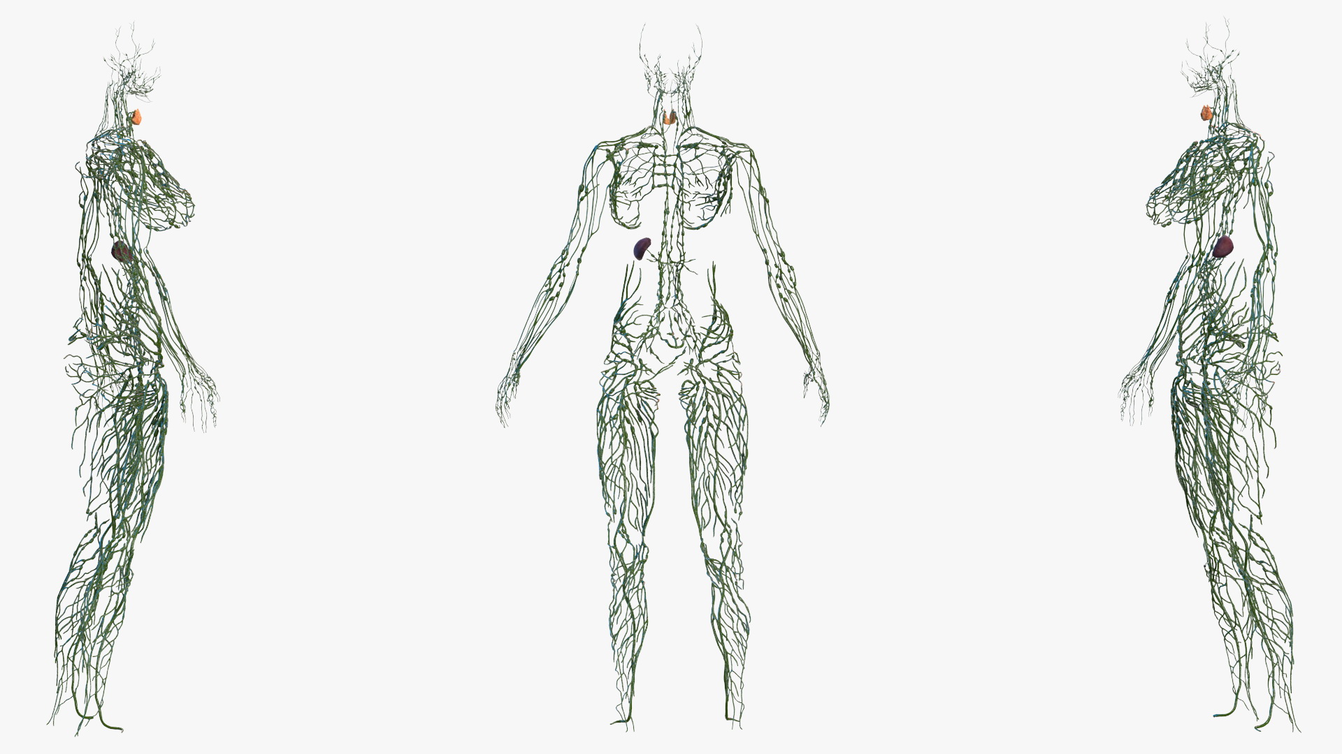 3D Female Lymphatic System Anatomy