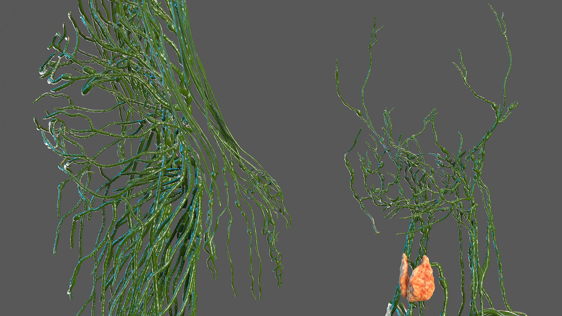 3D Female Lymphatic System Anatomy