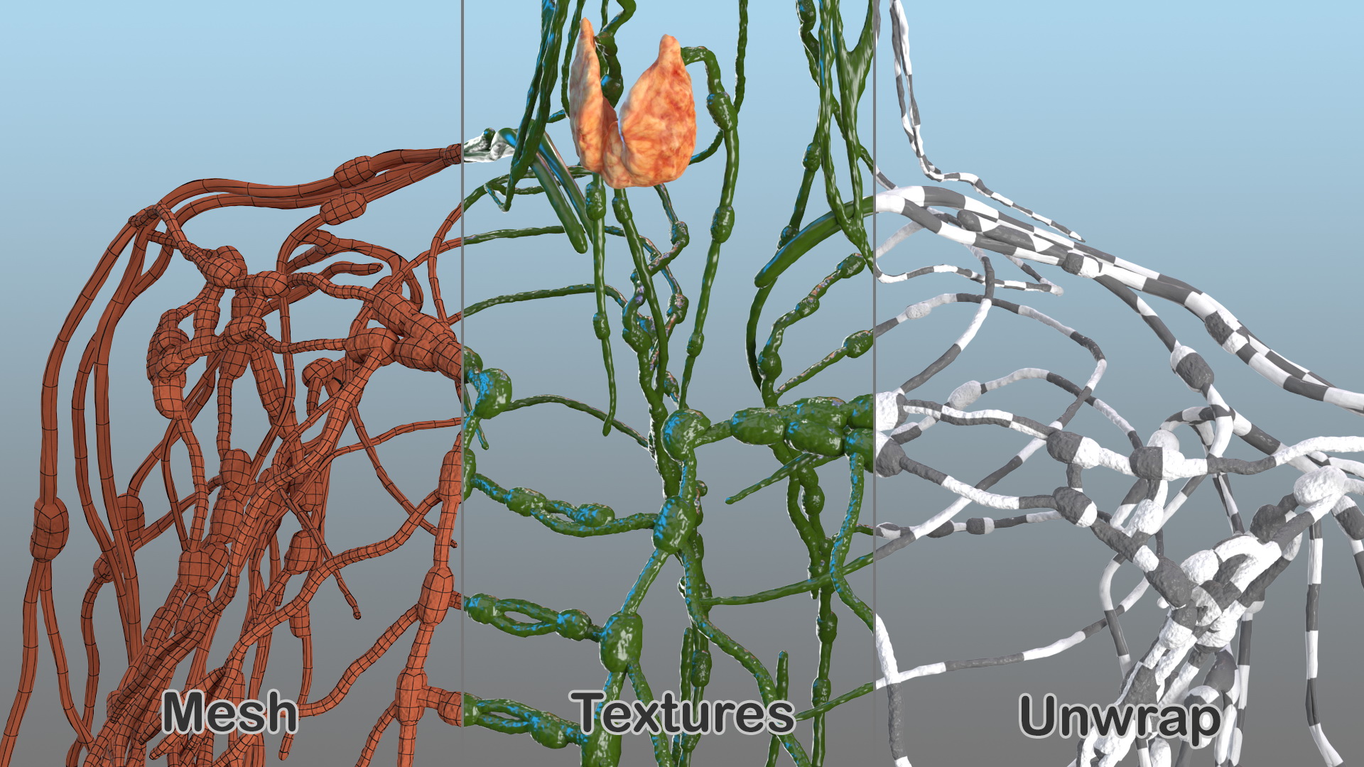 3D Female Lymphatic System Anatomy