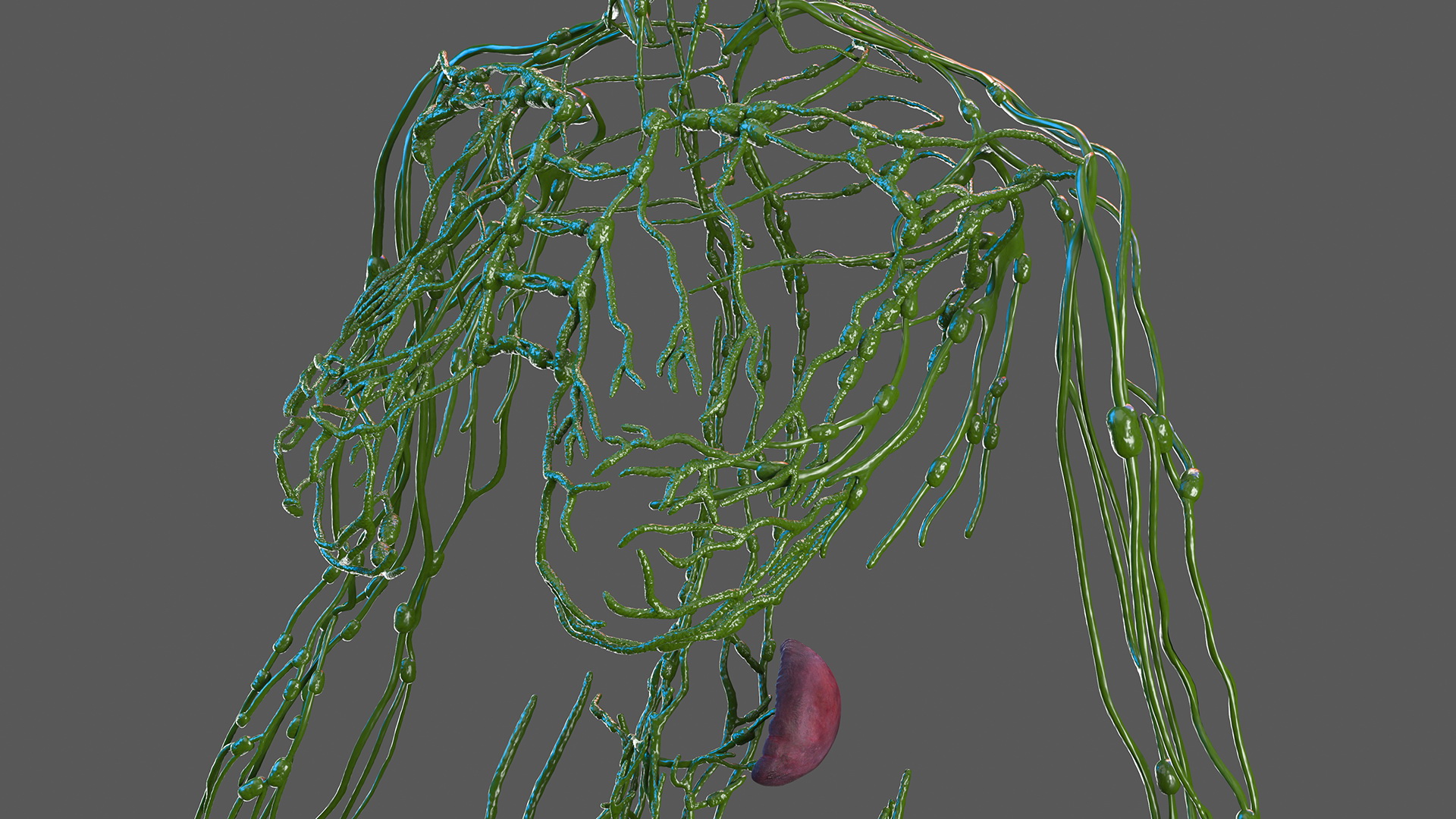 3D Female Lymphatic System Anatomy