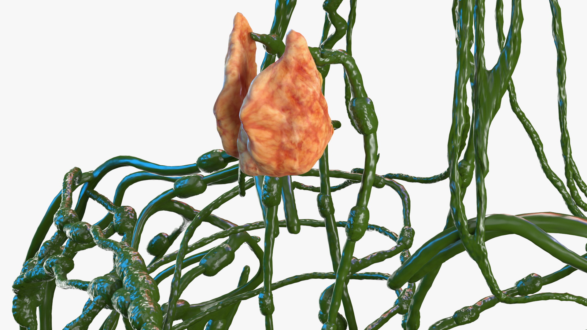 3D Female Lymphatic System Anatomy