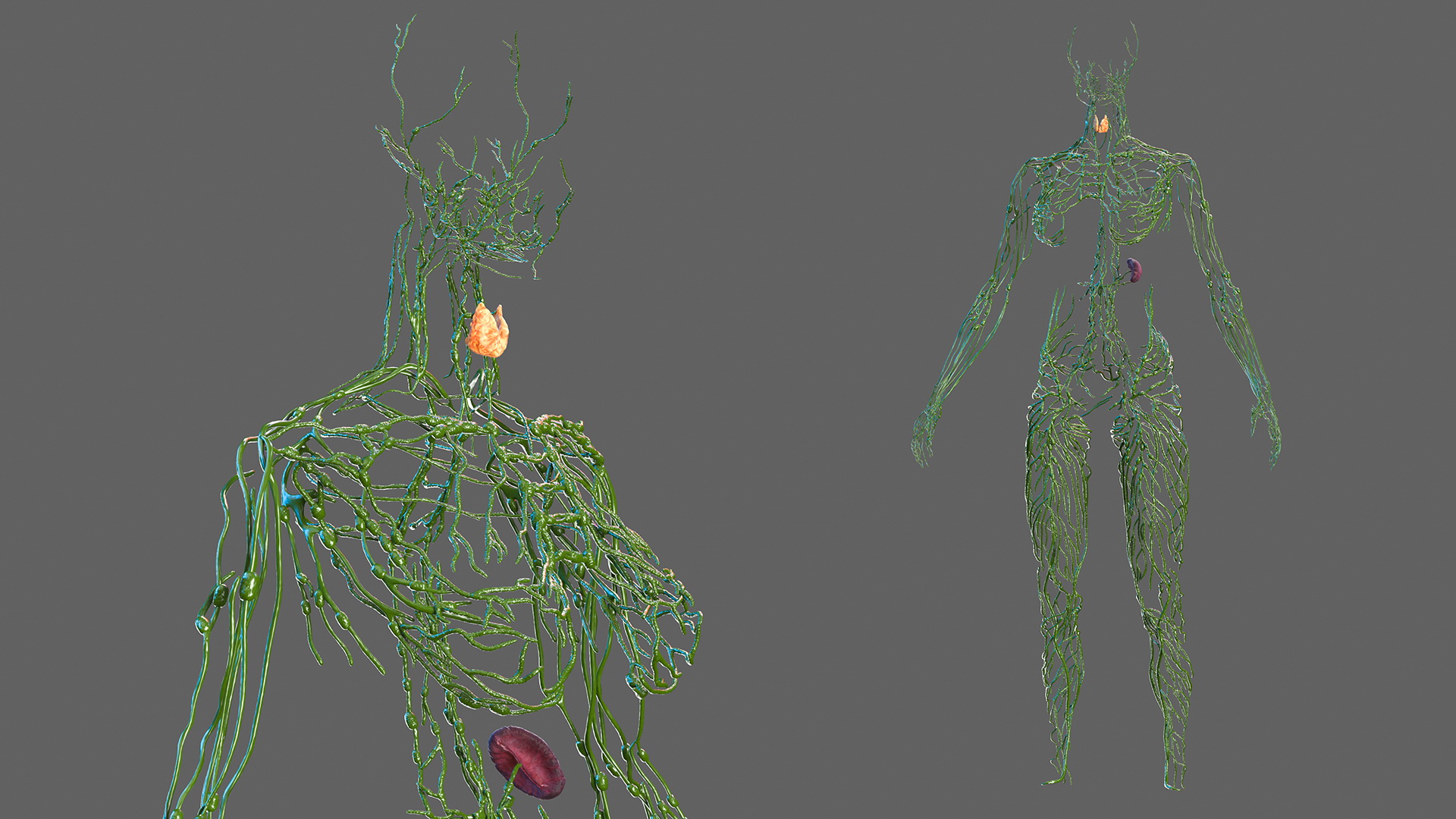 3D Female Lymphatic System Anatomy