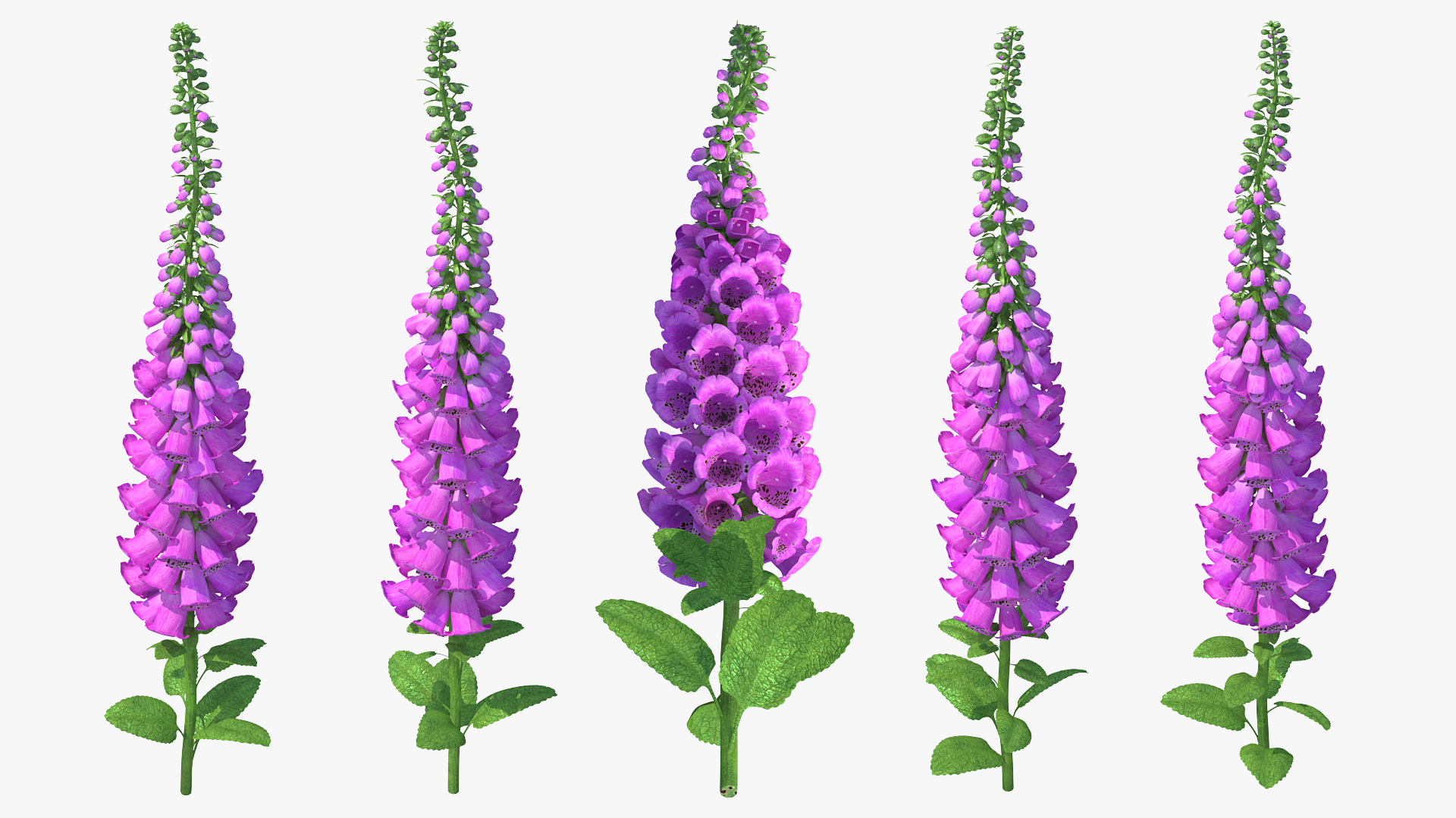 3D Pink Foxglove model