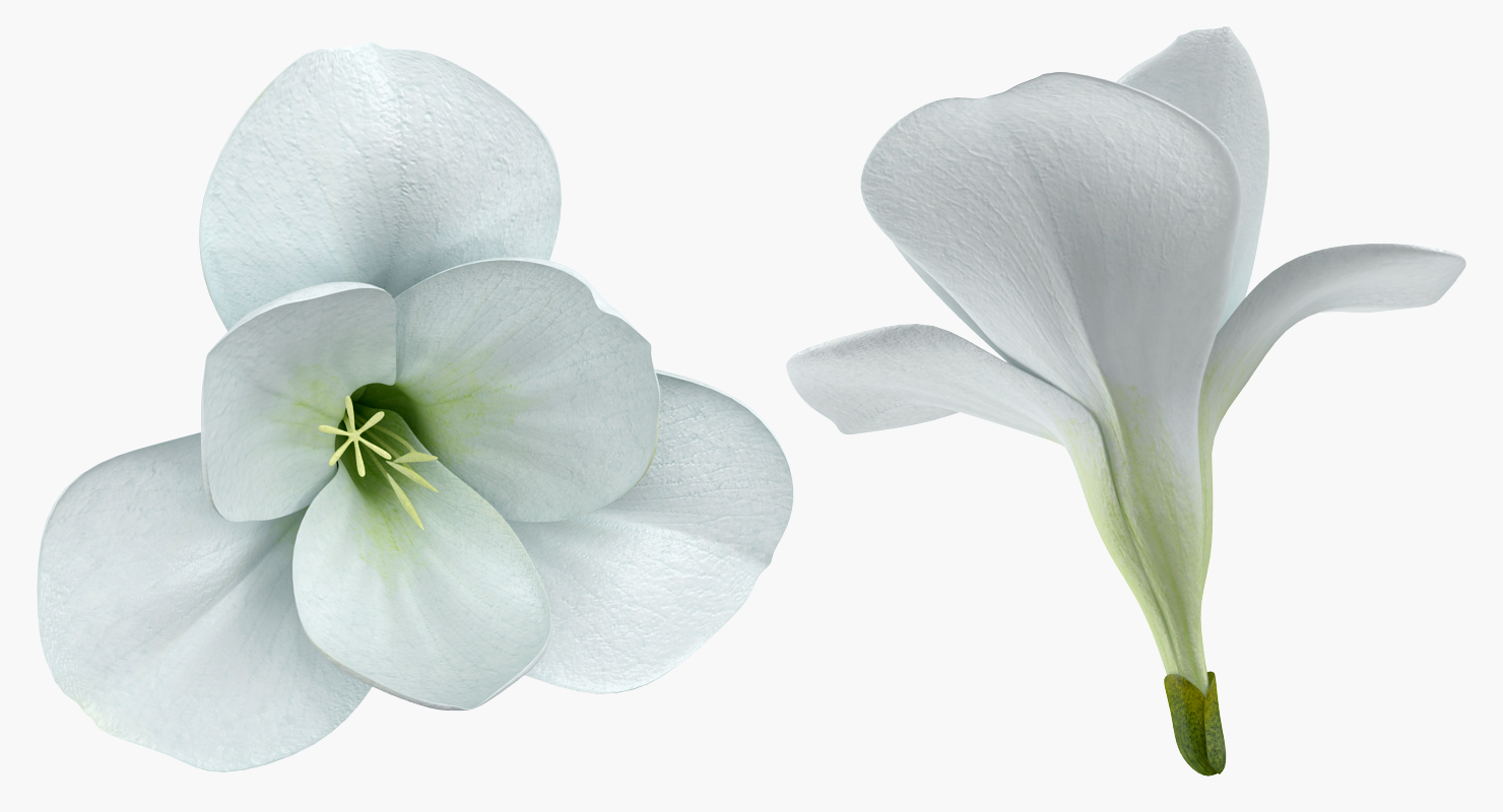 3D model Freesia Bouquet