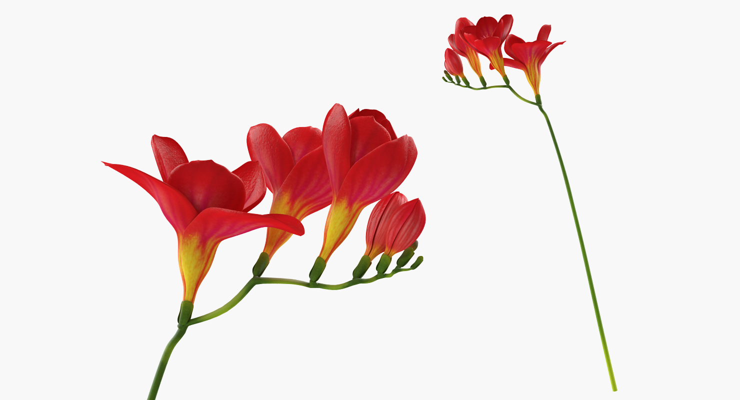 3D model Freesia Bouquet