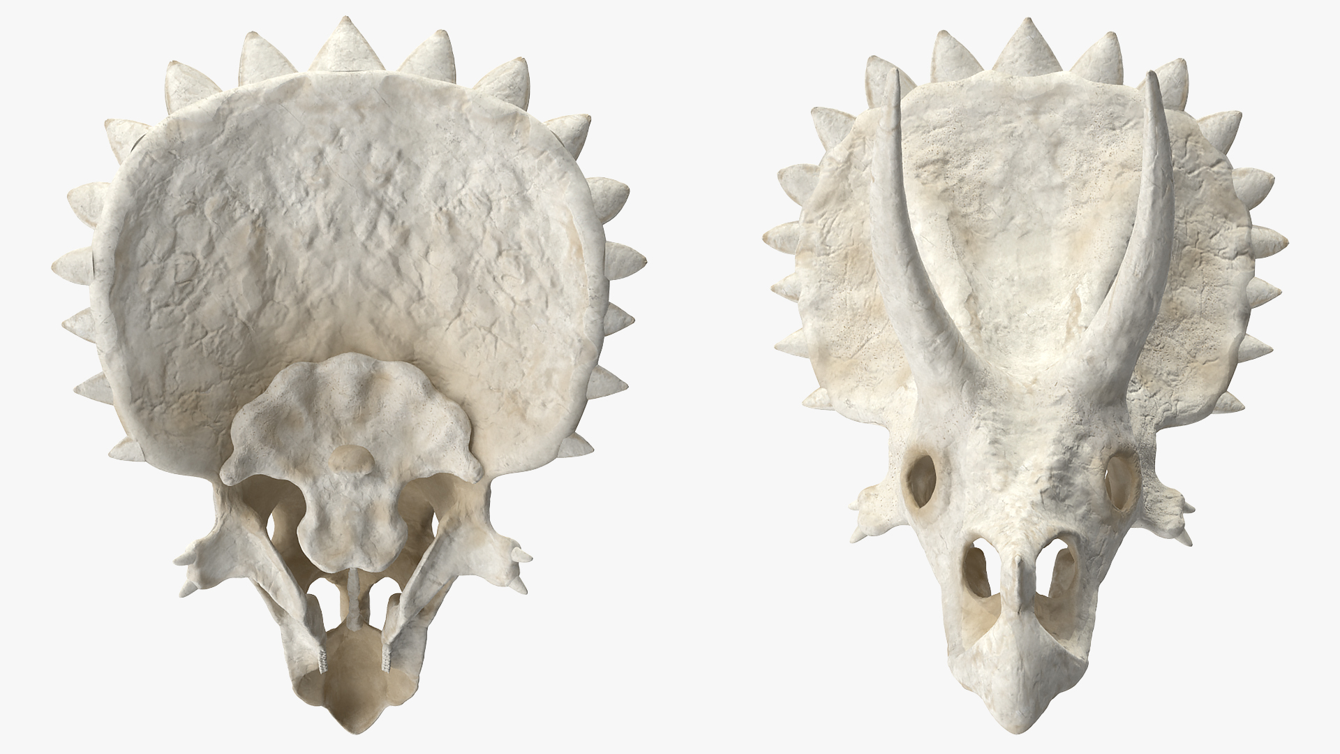 Triceratops Skull Part 3D