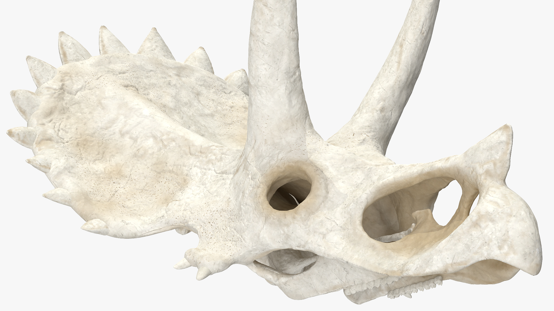 Triceratops Skull Part 3D