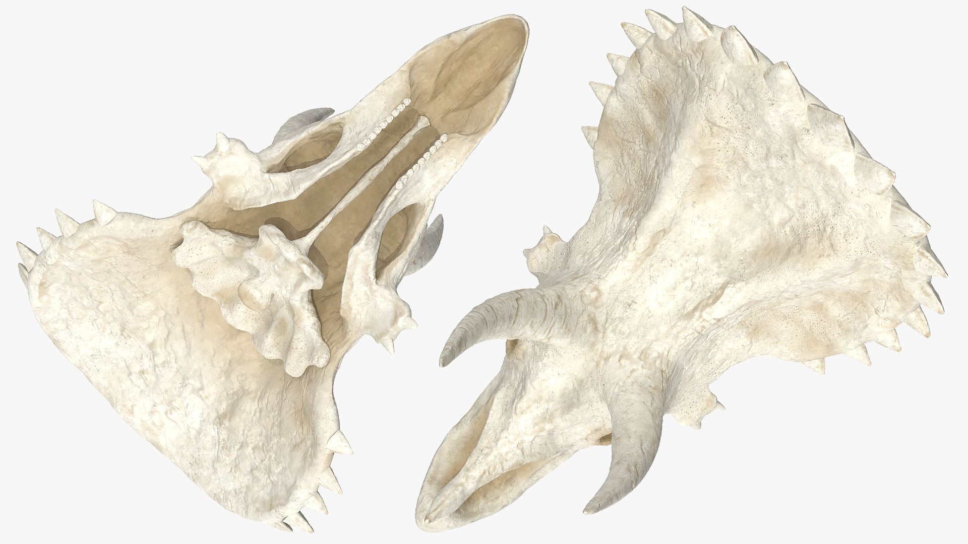 Triceratops Skull Part 3D