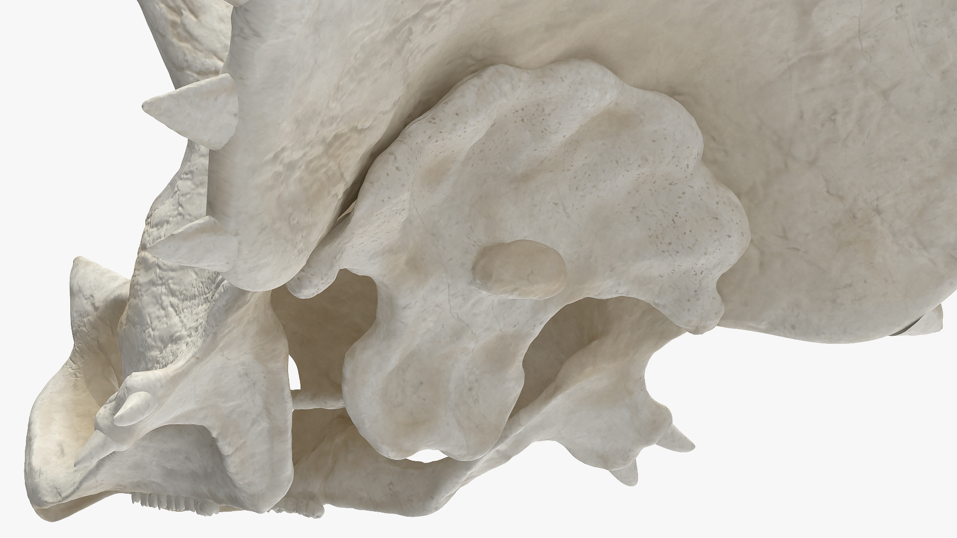 Triceratops Skull Part 3D