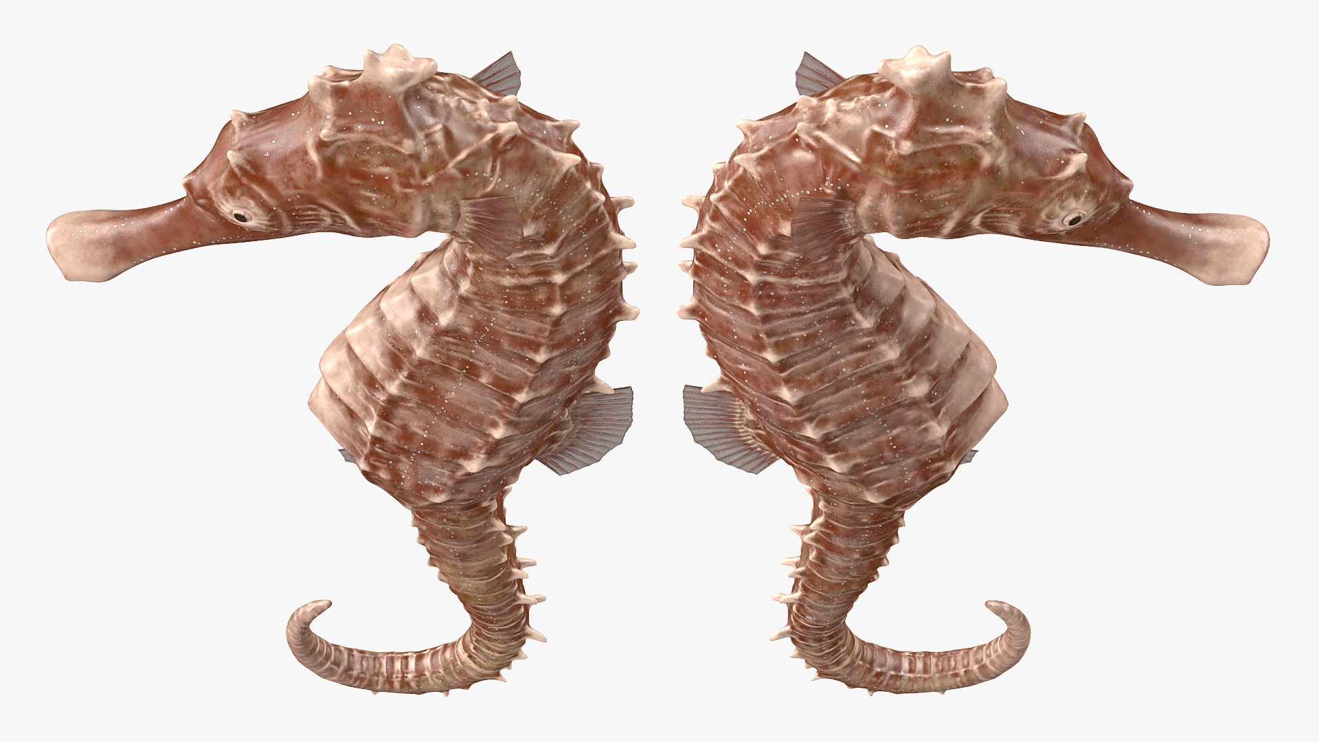 3D Spotted Seahorse Hippocampus Kuda model