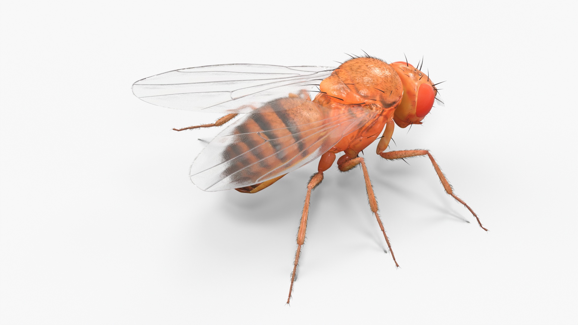 3D Fruit Fly Fur model