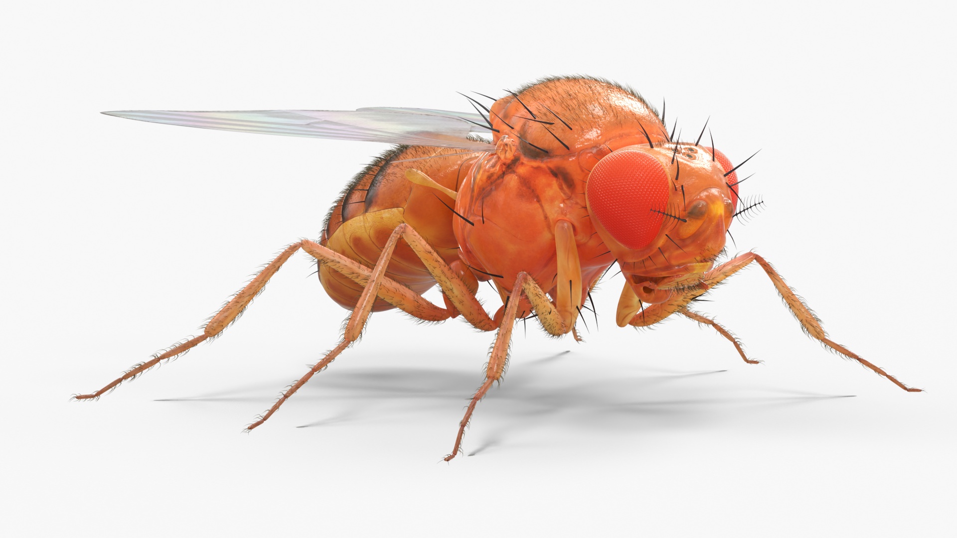 3D Fruit Fly Fur model