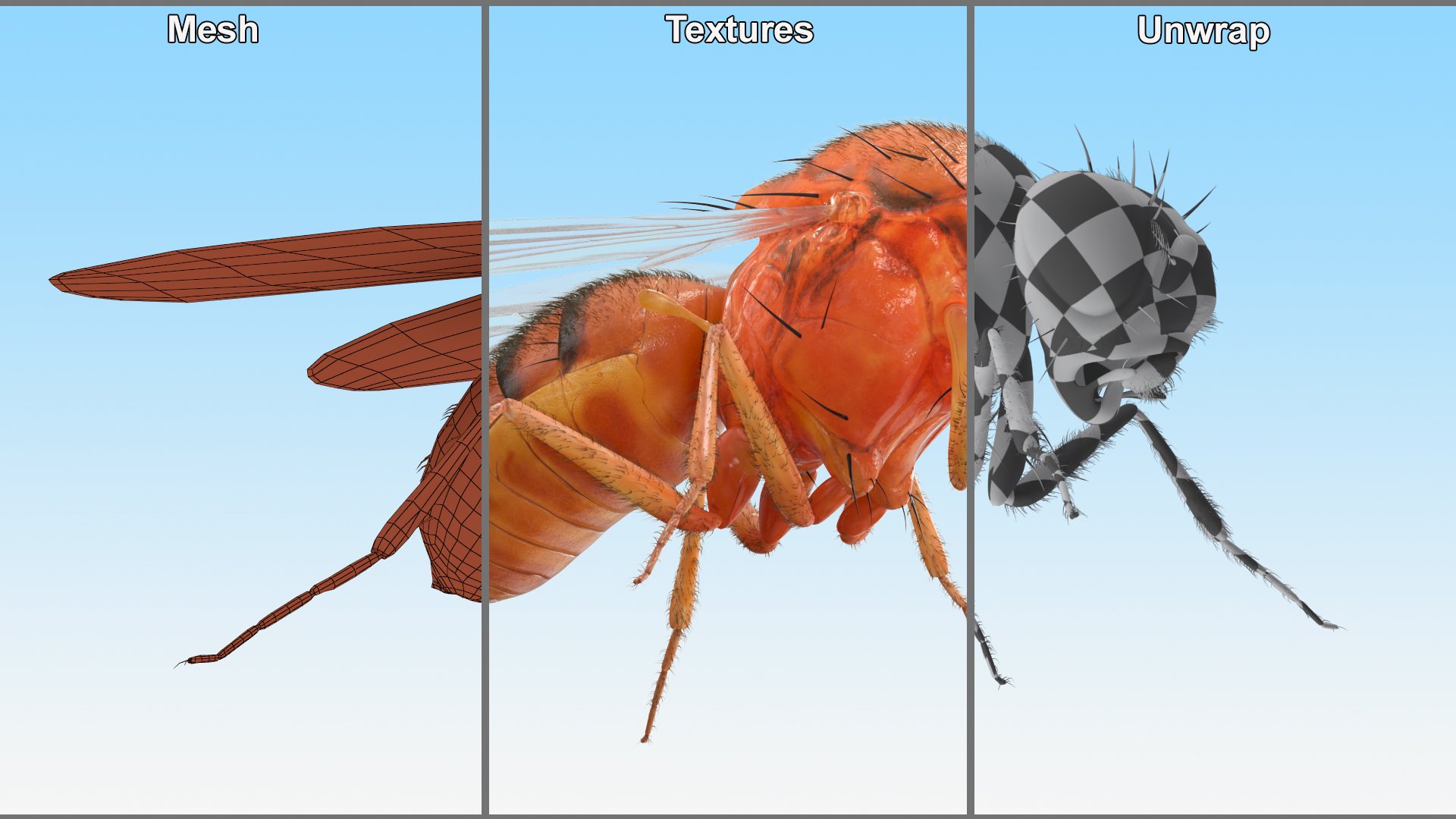 3D Fruit Fly Fur model