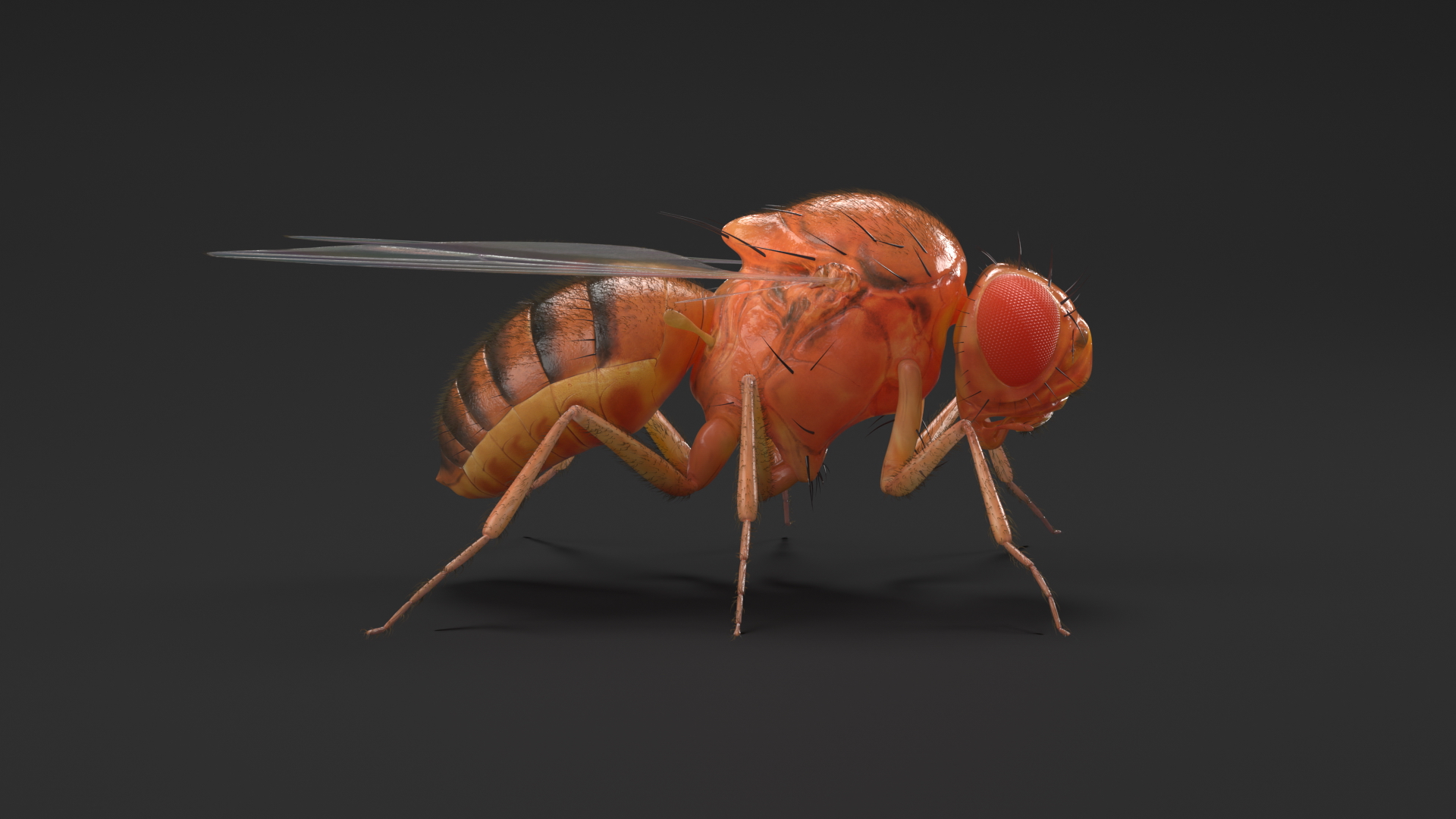 3D Fruit Fly Fur model