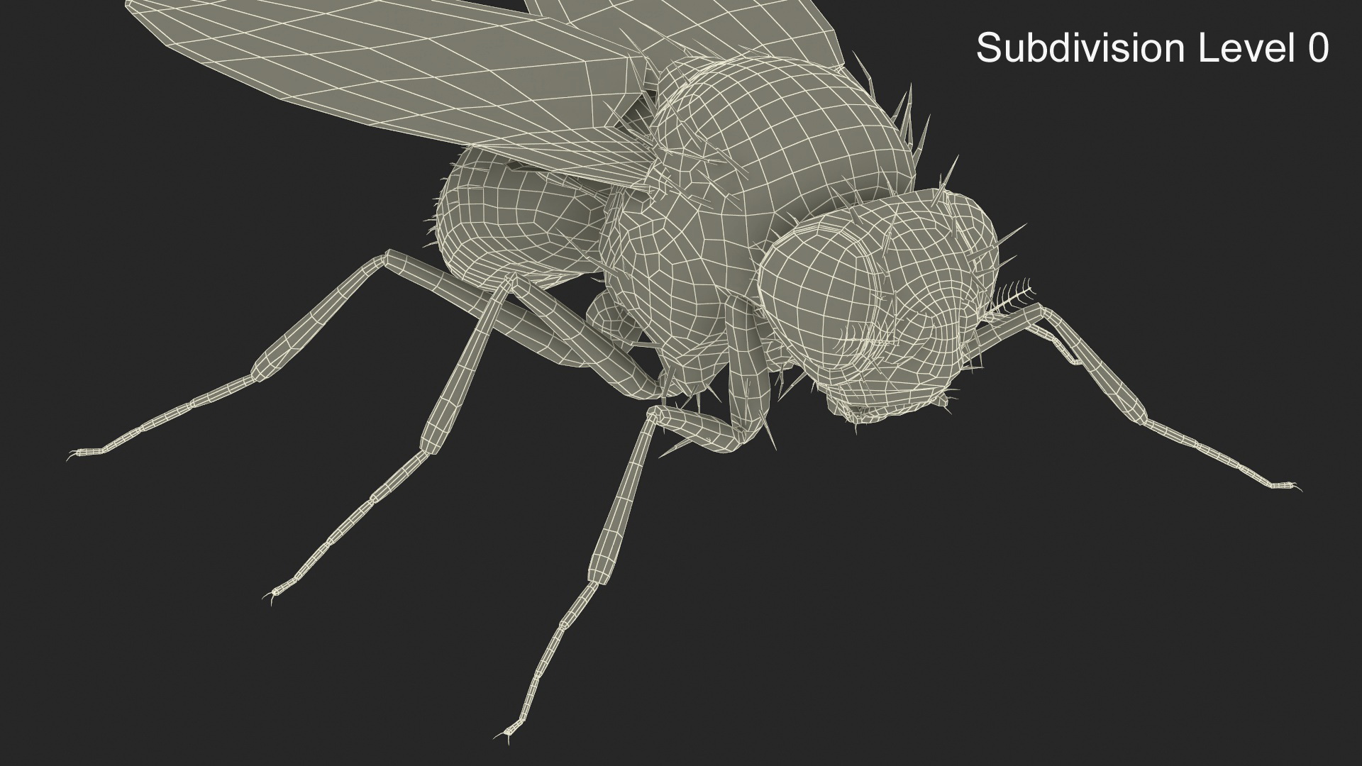 3D Fruit Fly Fur model