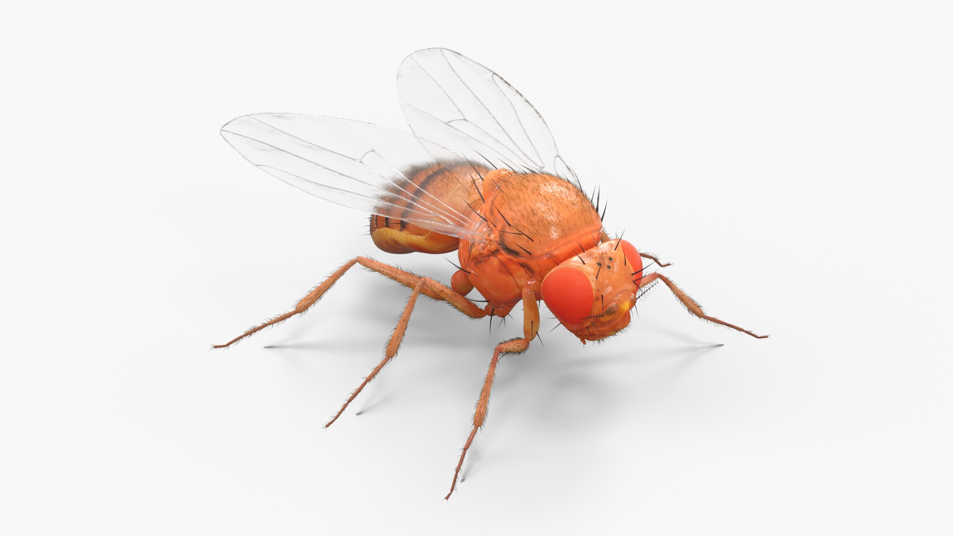 3D Fruit Fly Fur model