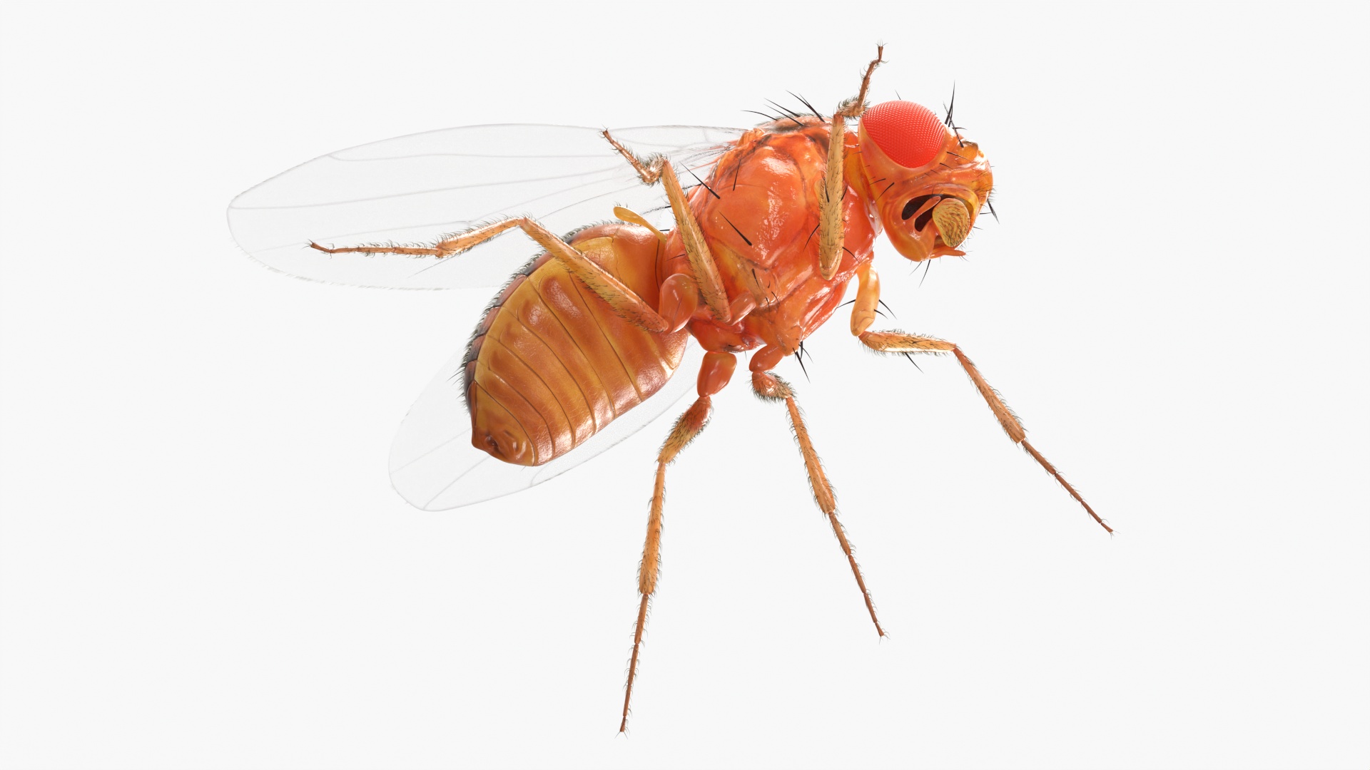 3D Fruit Fly Fur model