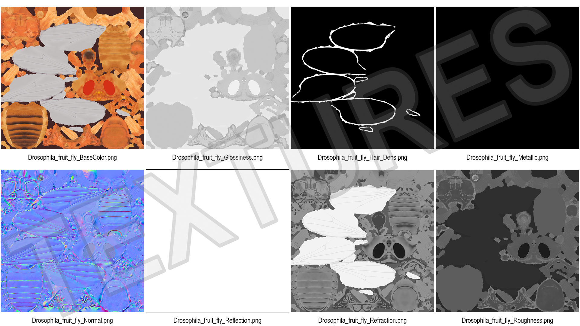 3D Fruit Fly Fur model