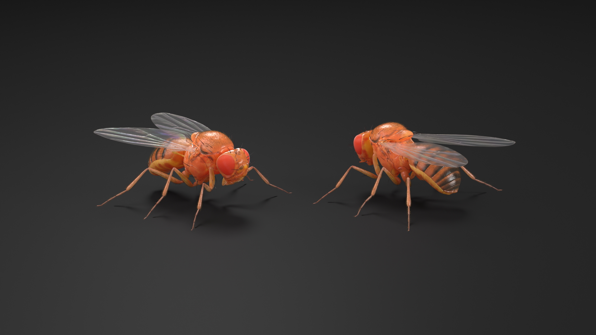 3D Fruit Fly Fur model