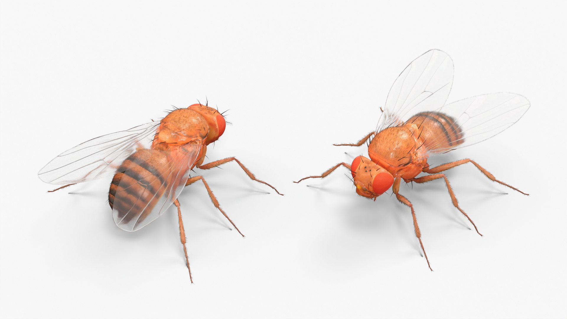 3D Fruit Fly Fur model