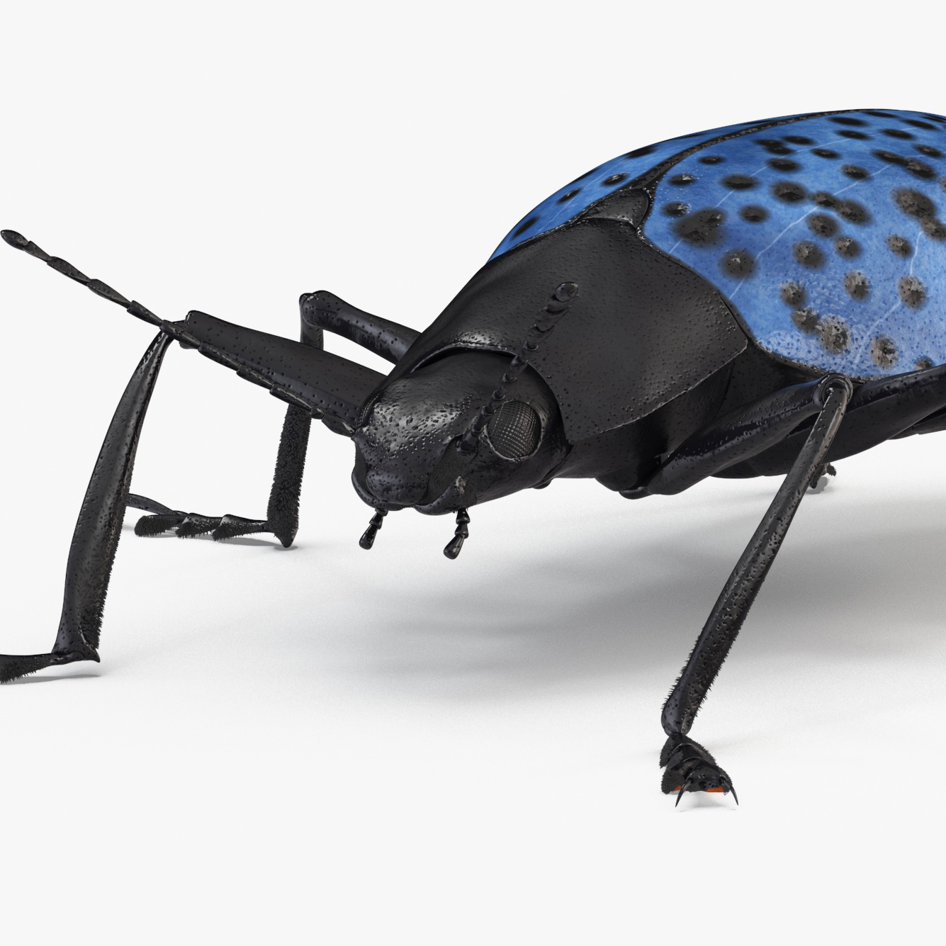 3D Blue Fungus Beetle Insect Fur Rigged