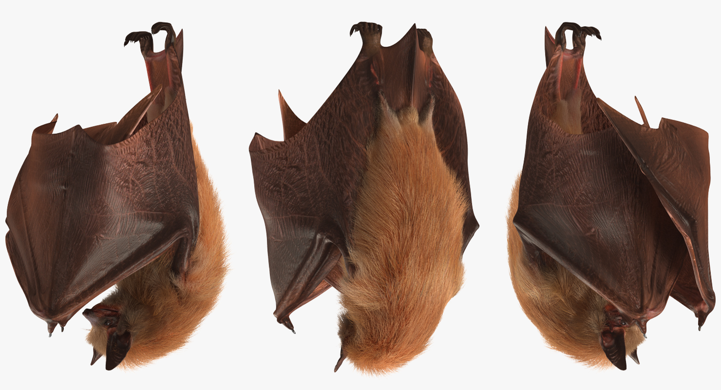 3D model Hanging Bat with Fur