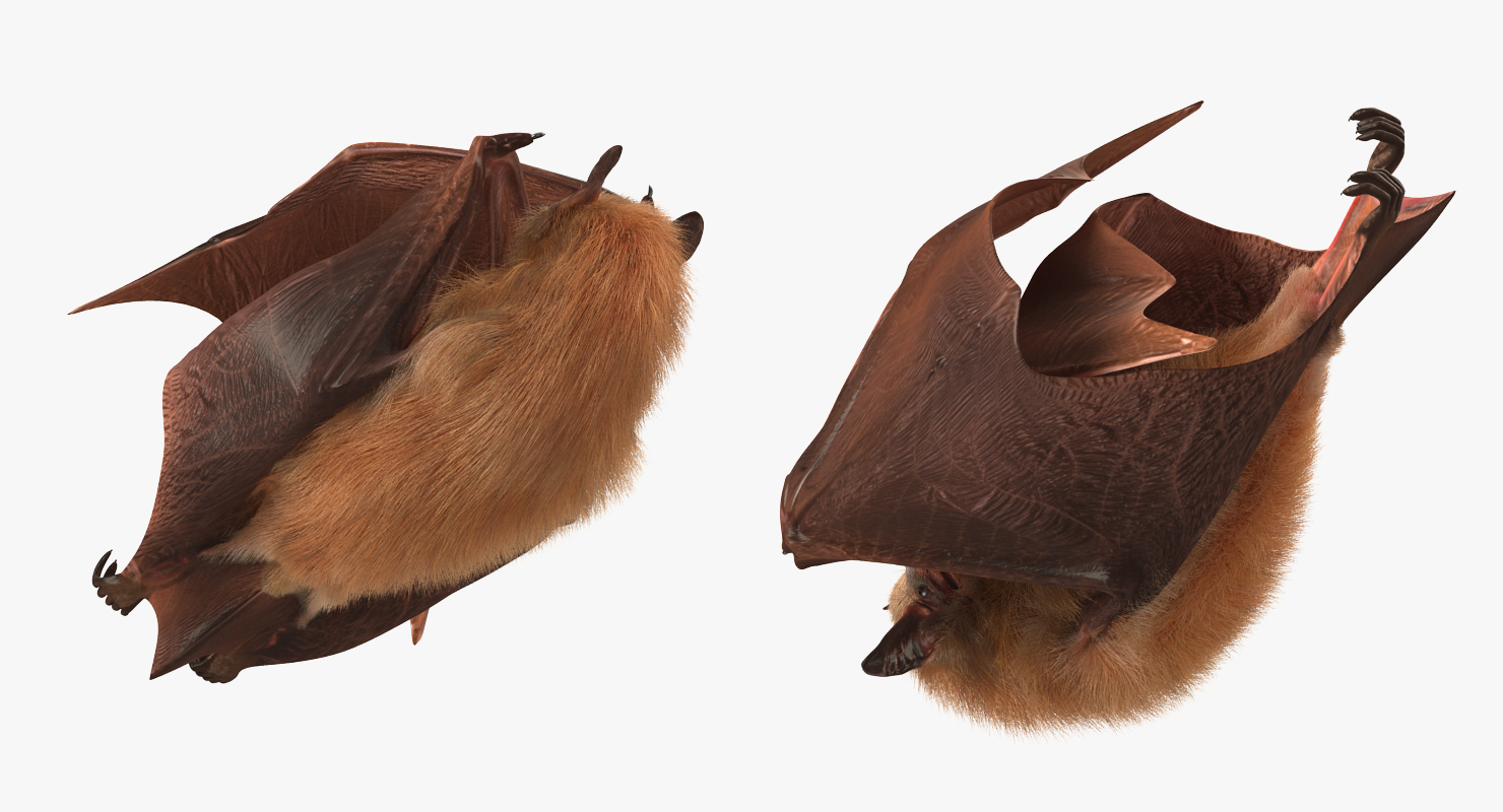 3D model Hanging Bat with Fur