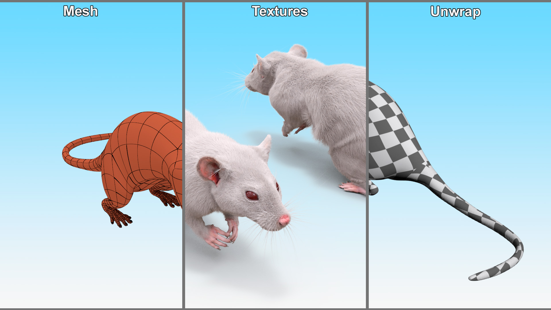 Common Rat with Fur 3D model