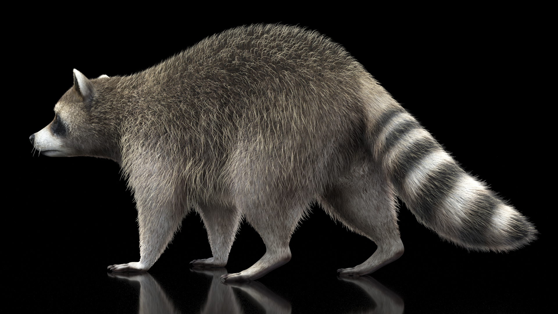 Raccoon Walking Pose Fur 3D model