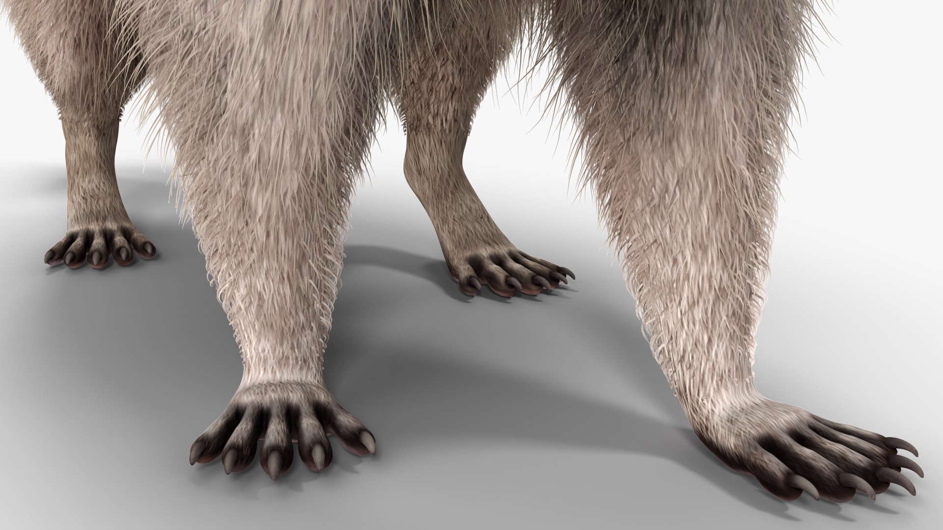 Raccoon Walking Pose Fur 3D model