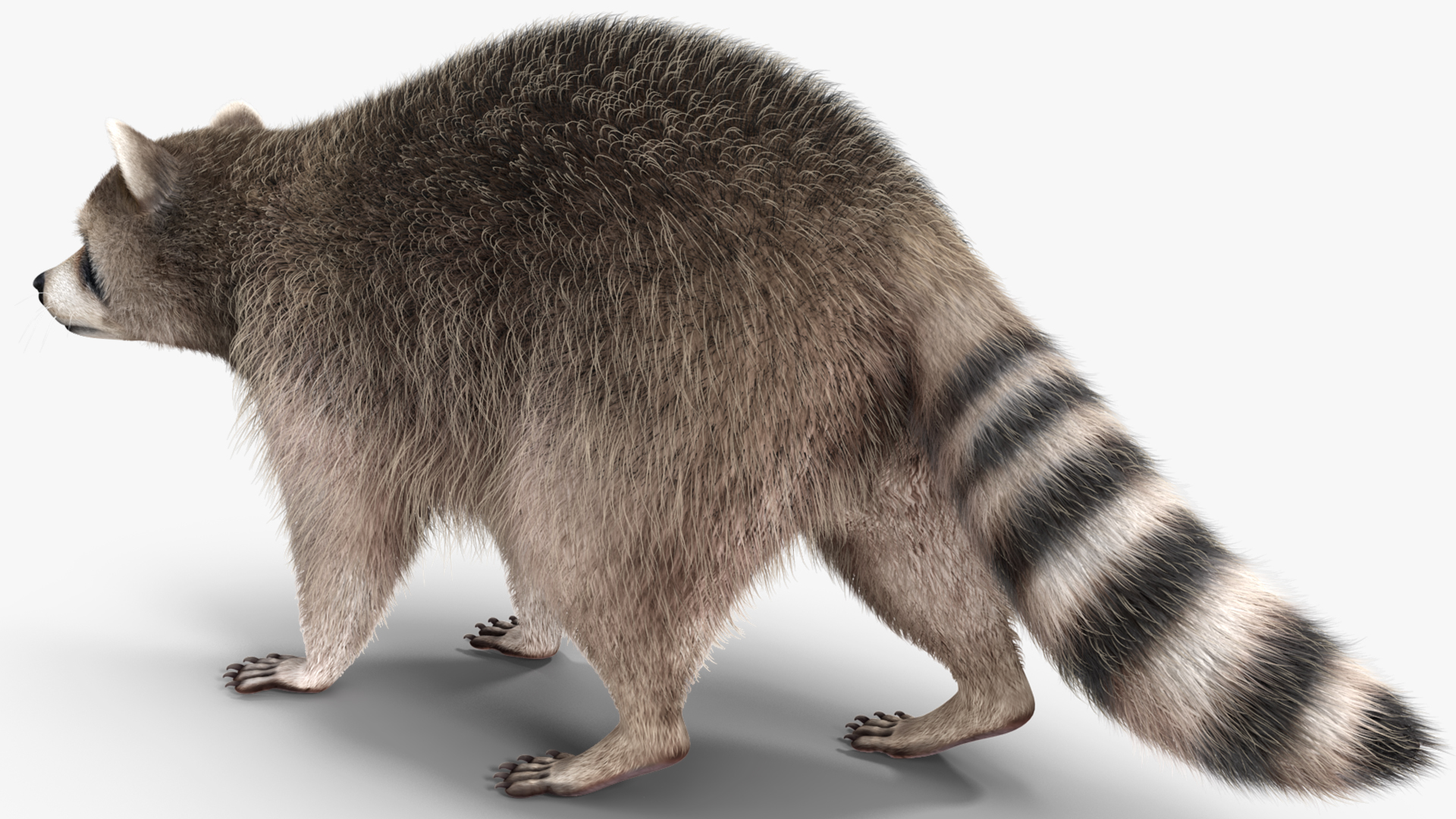 Raccoon Walking Pose Fur 3D model